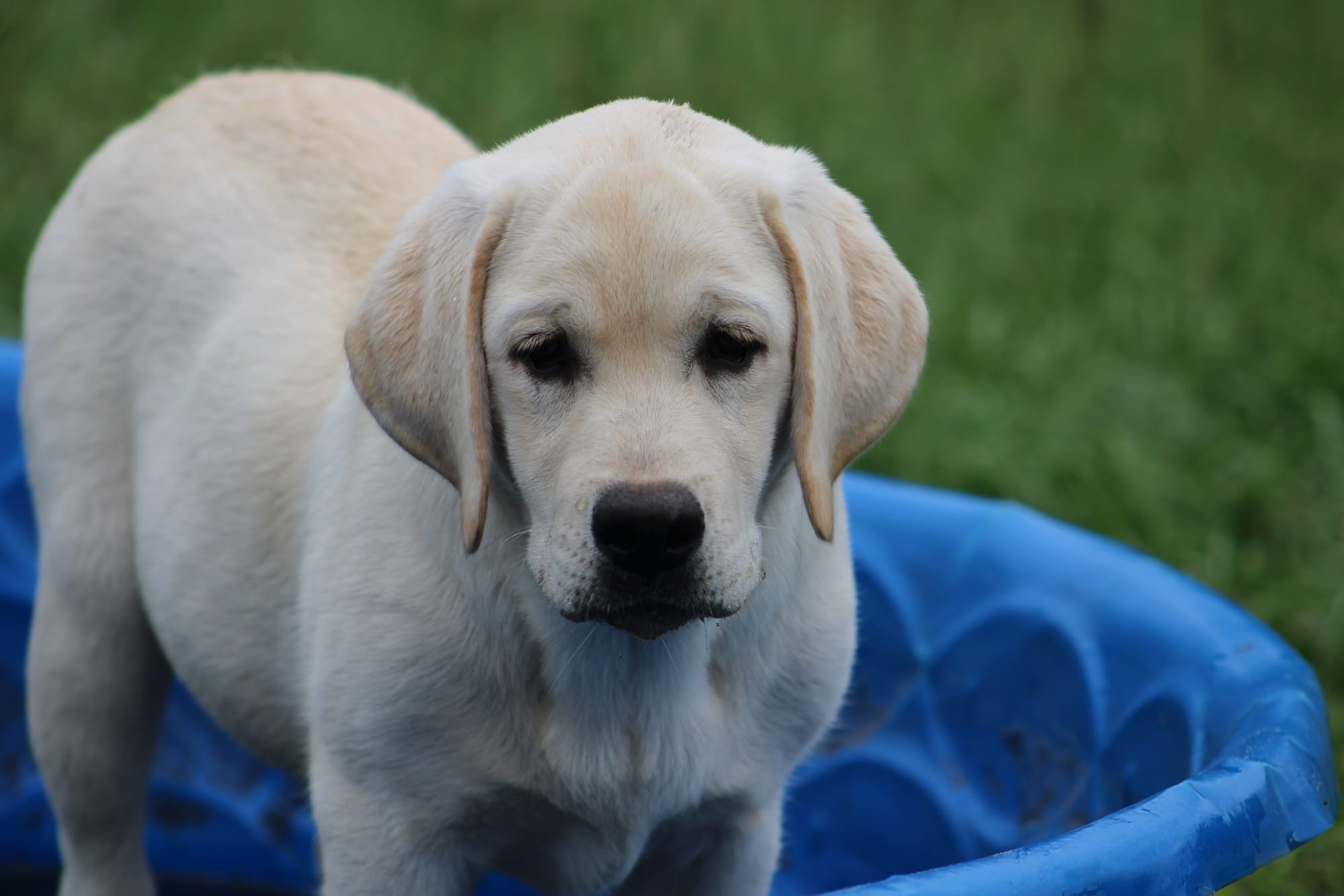 Diamond C’s Queen Of Sheba At Penny Lane