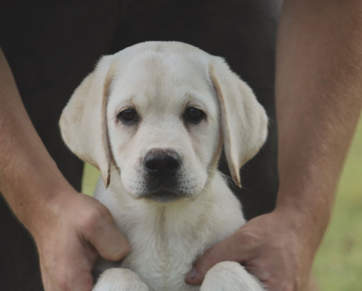 Diamond C’s Queen Of Sheba At Penny Lane