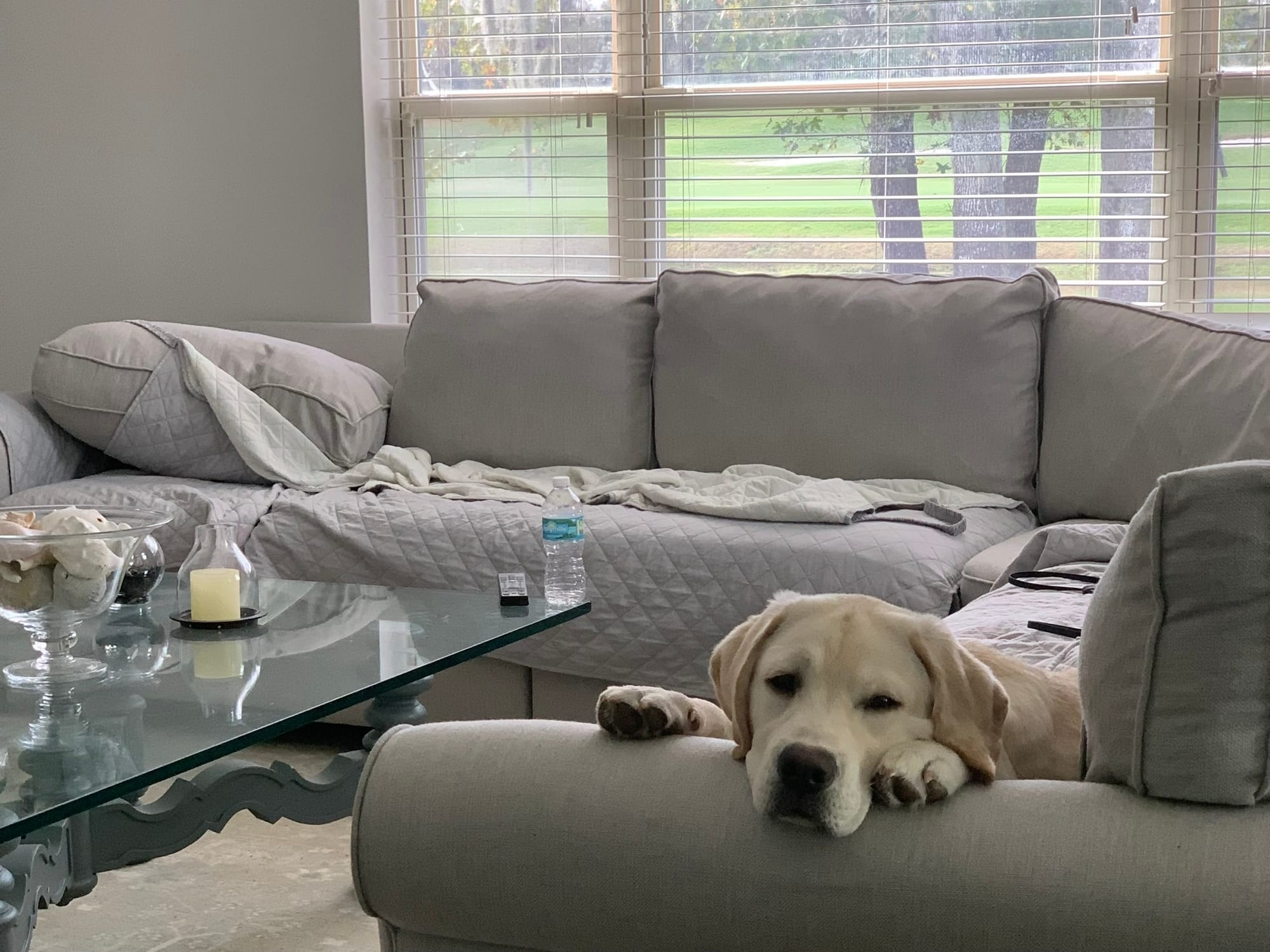 Some of Sheba’s sweet puppies 