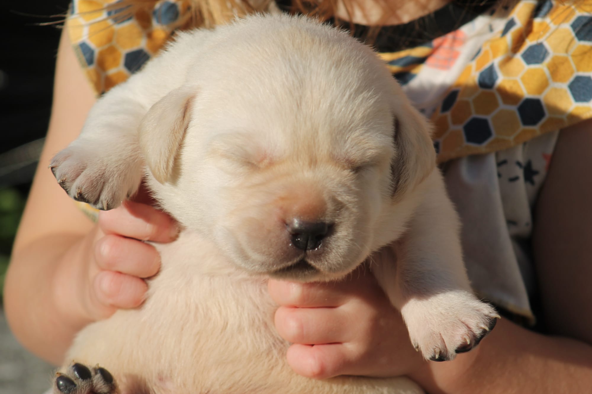 Some of Sheba’s sweet puppies 