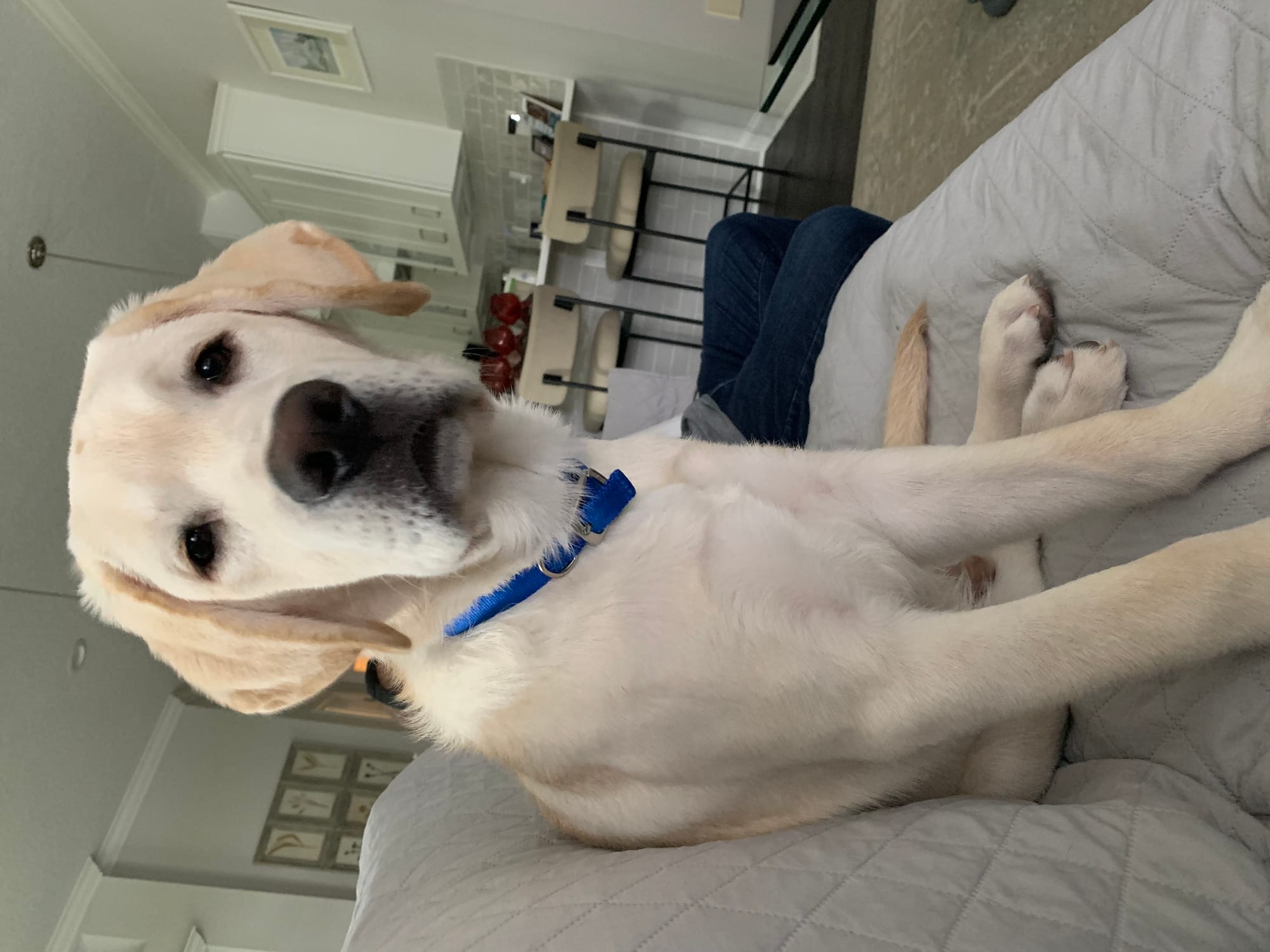 Some of Sheba’s sweet puppies 