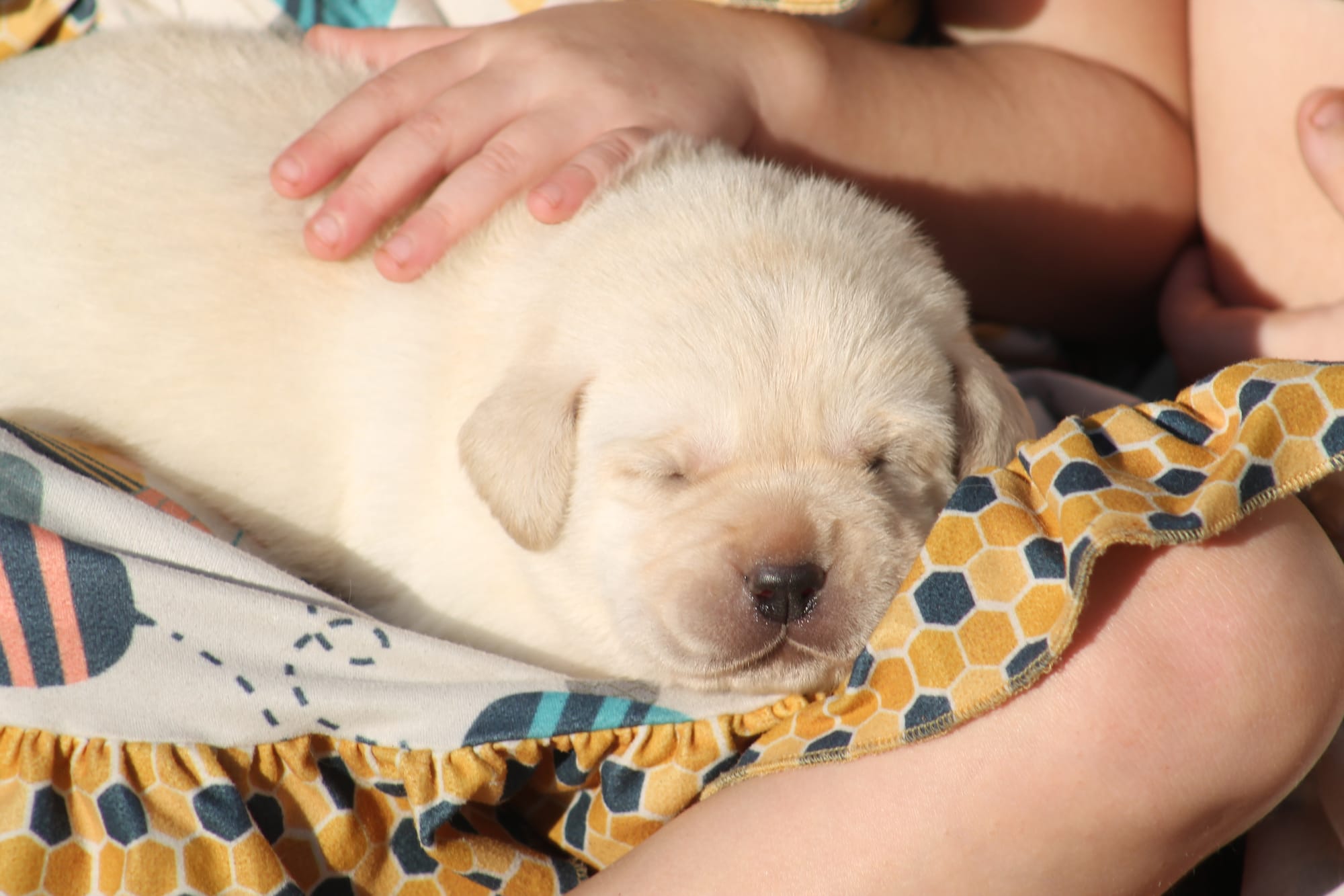 Some of Sheba’s sweet puppies 