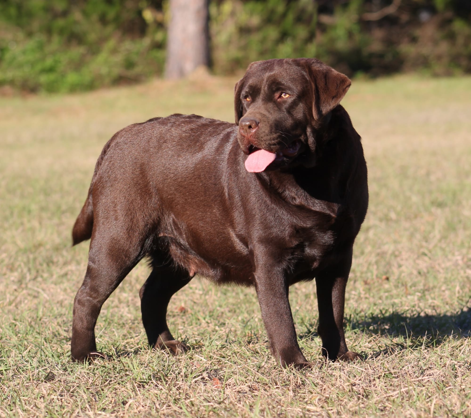 Quail Meadow’s Ladybug Love At Penny Lane