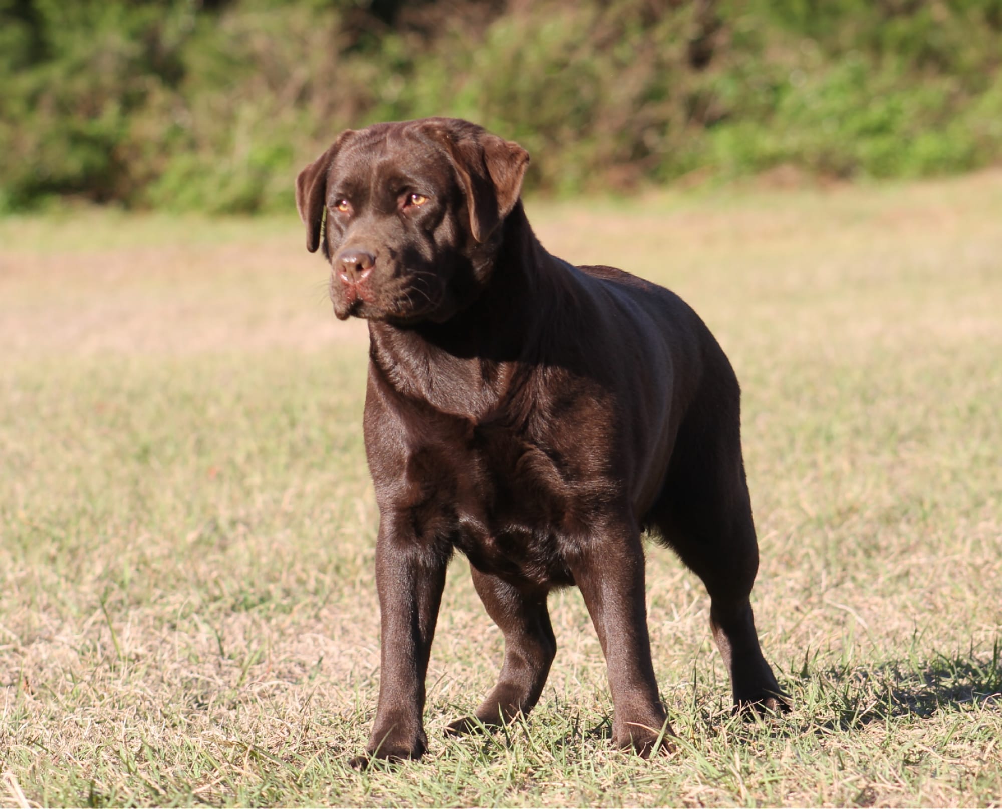 Quail Meadow’s Ladybug Love At Penny Lane