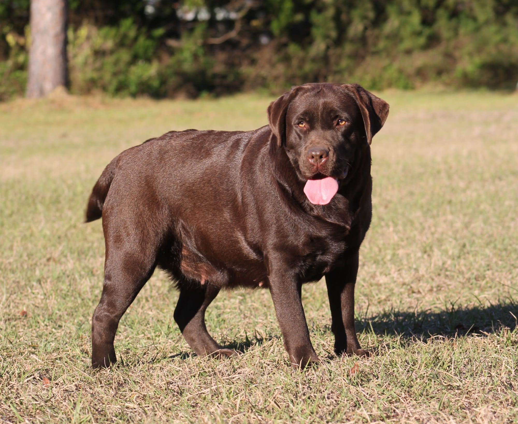 Quail Meadow’s Ladybug Love At Penny Lane
