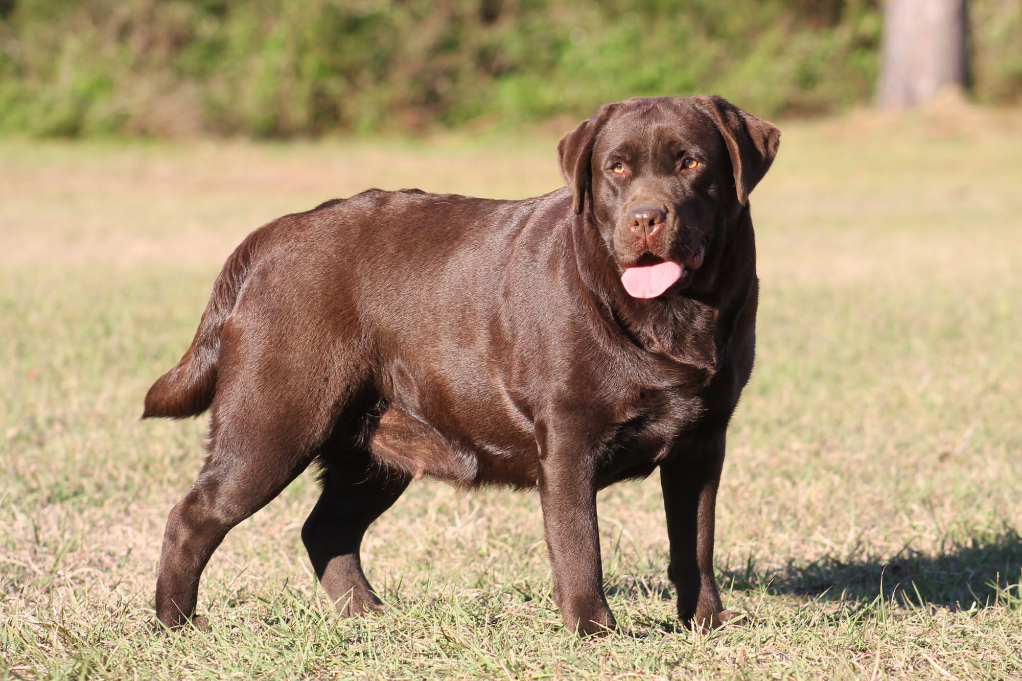 Quail Meadow’s Ladybug Love At Penny Lane