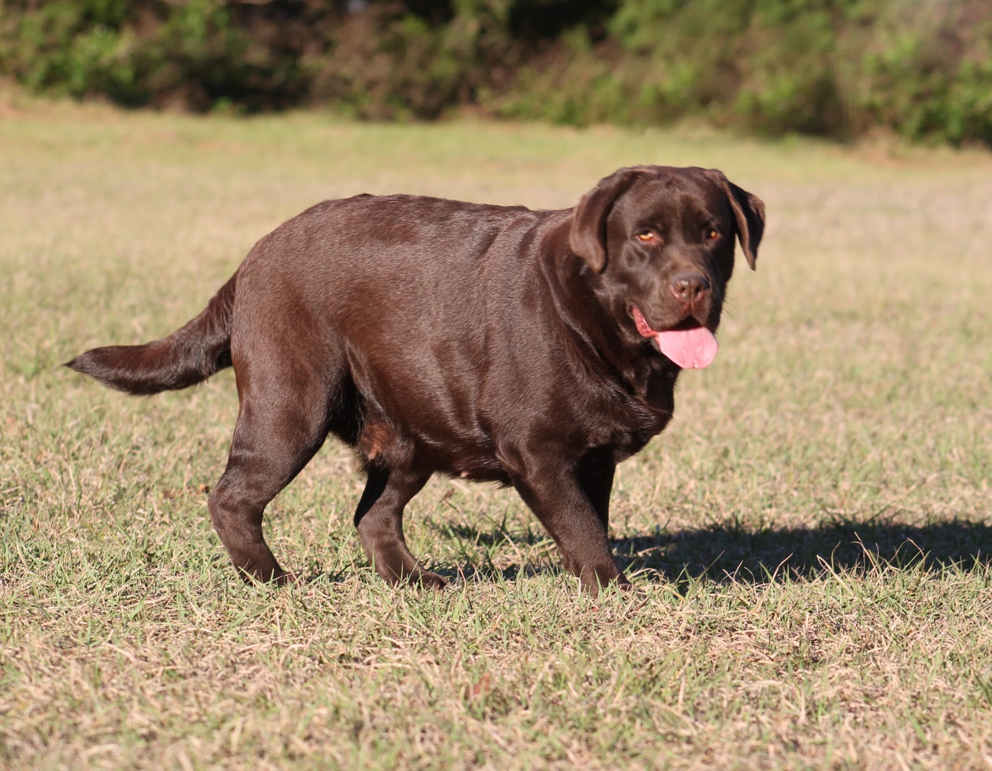 Quail Meadow’s Ladybug Love At Penny Lane