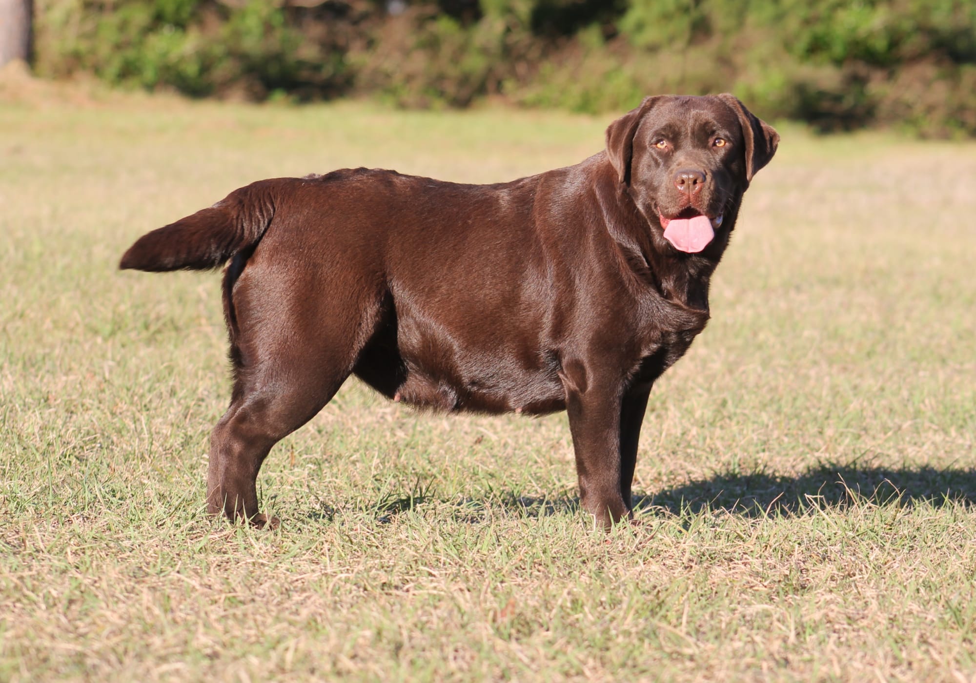 Quail Meadow’s Ladybug Love At Penny Lane