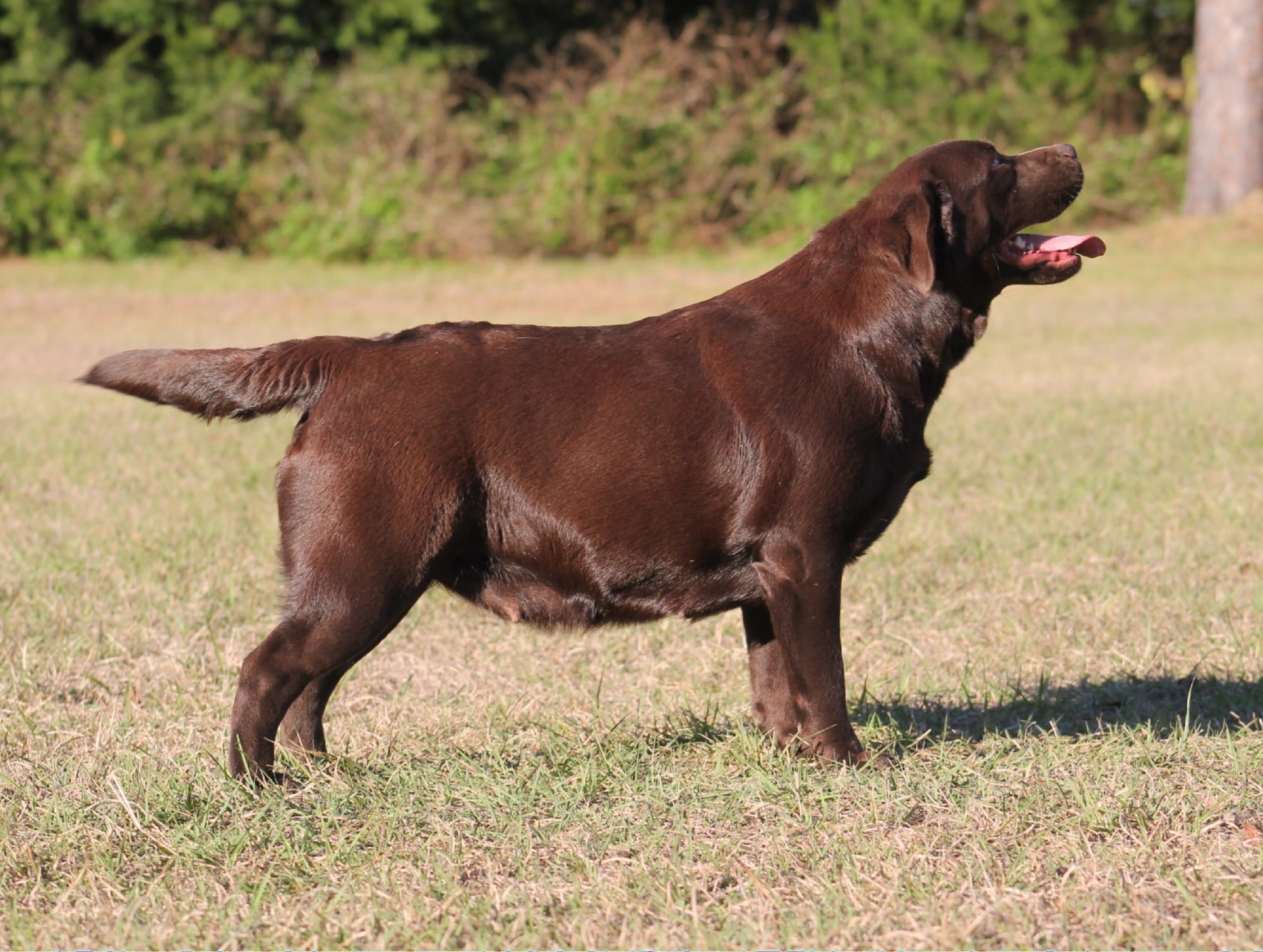 Quail Meadow’s Ladybug Love At Penny Lane