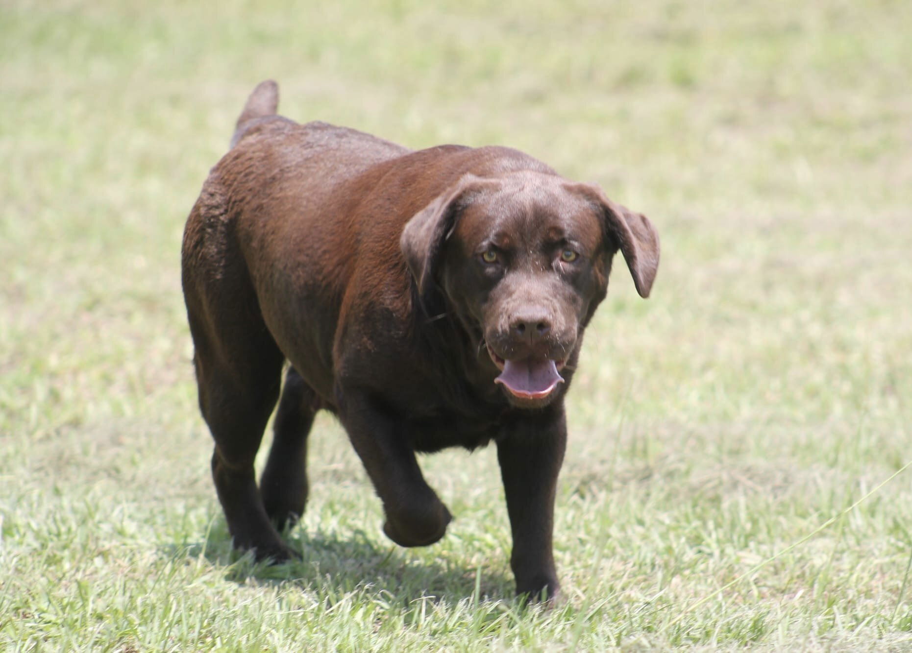 Quail Meadow’s Ladybug Love At Penny Lane