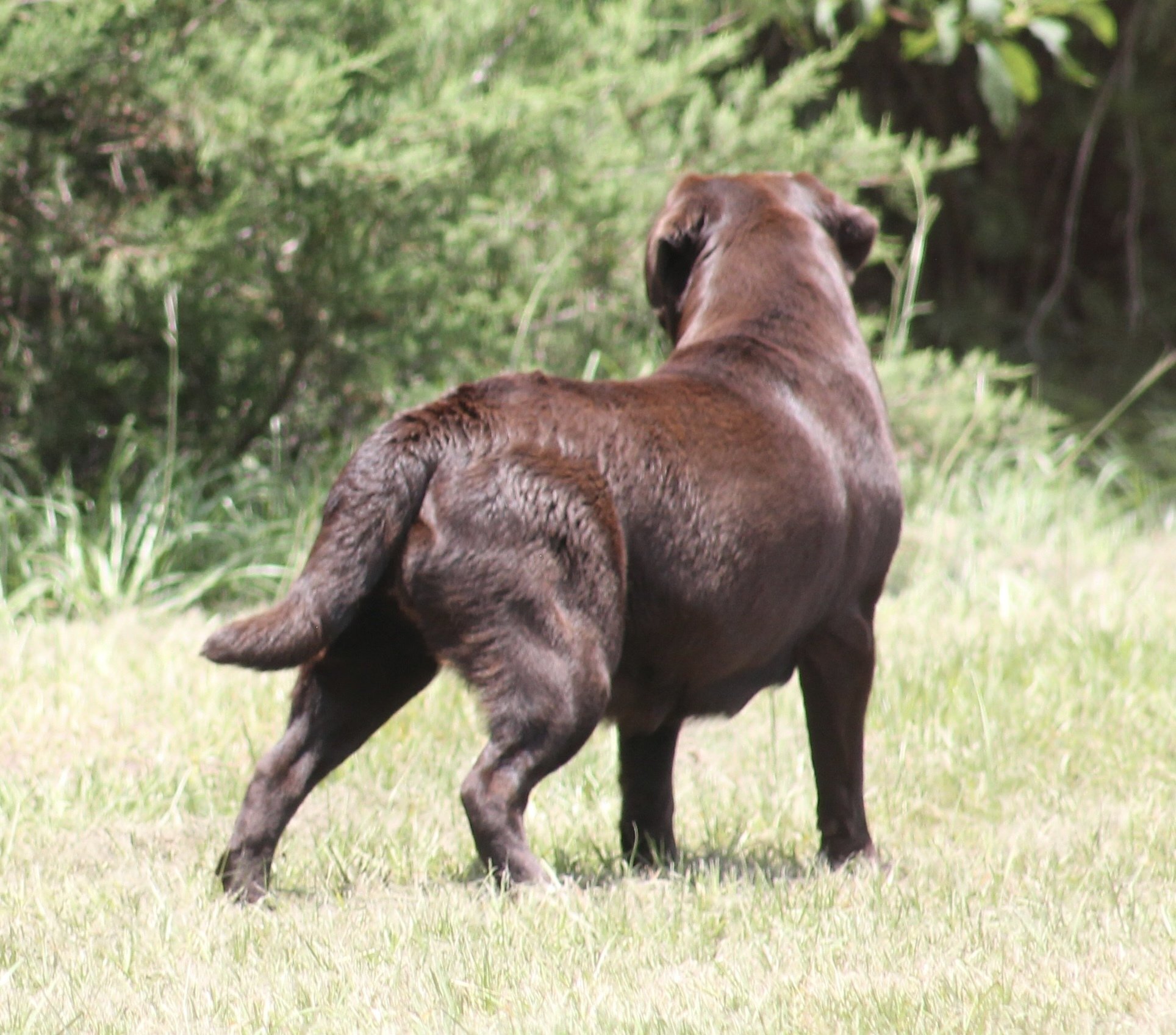 Quail Meadow’s Ladybug Love At Penny Lane