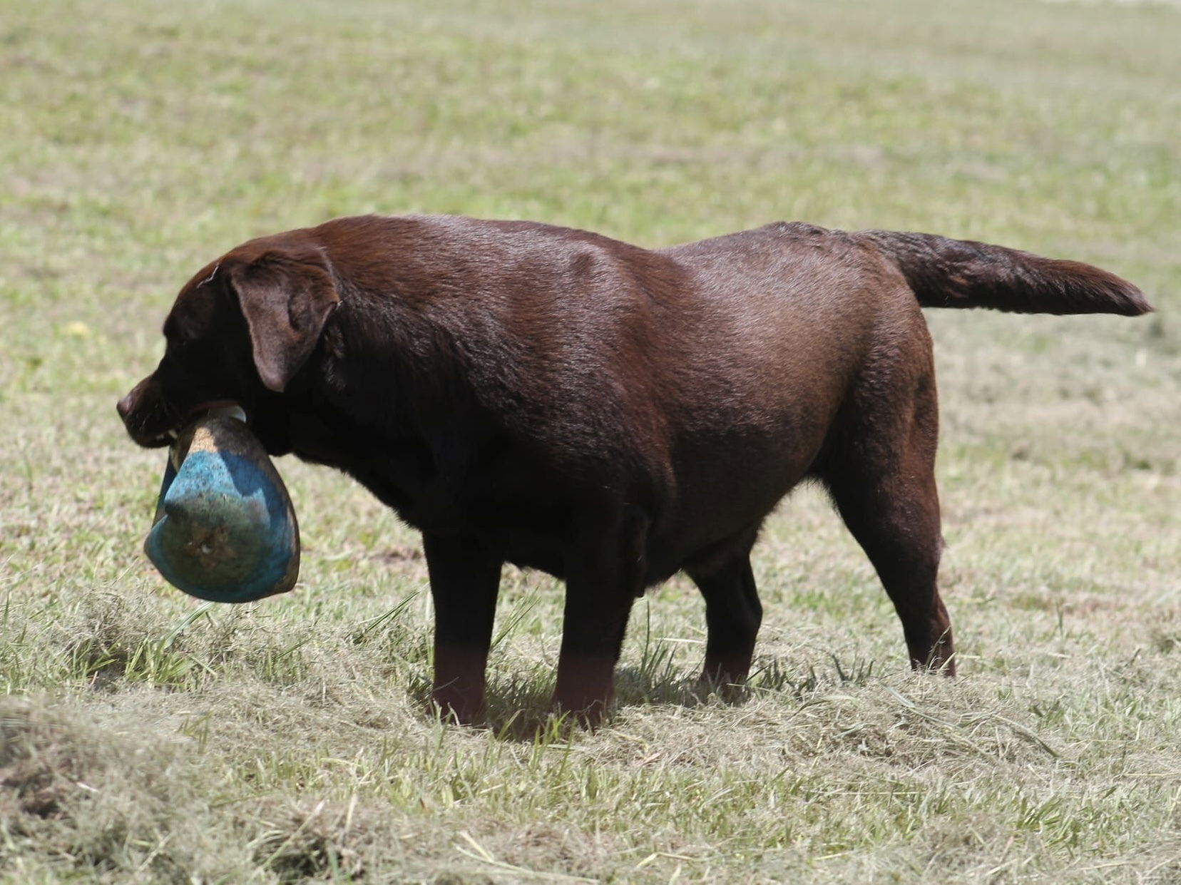 Quail Meadow’s Ladybug Love At Penny Lane