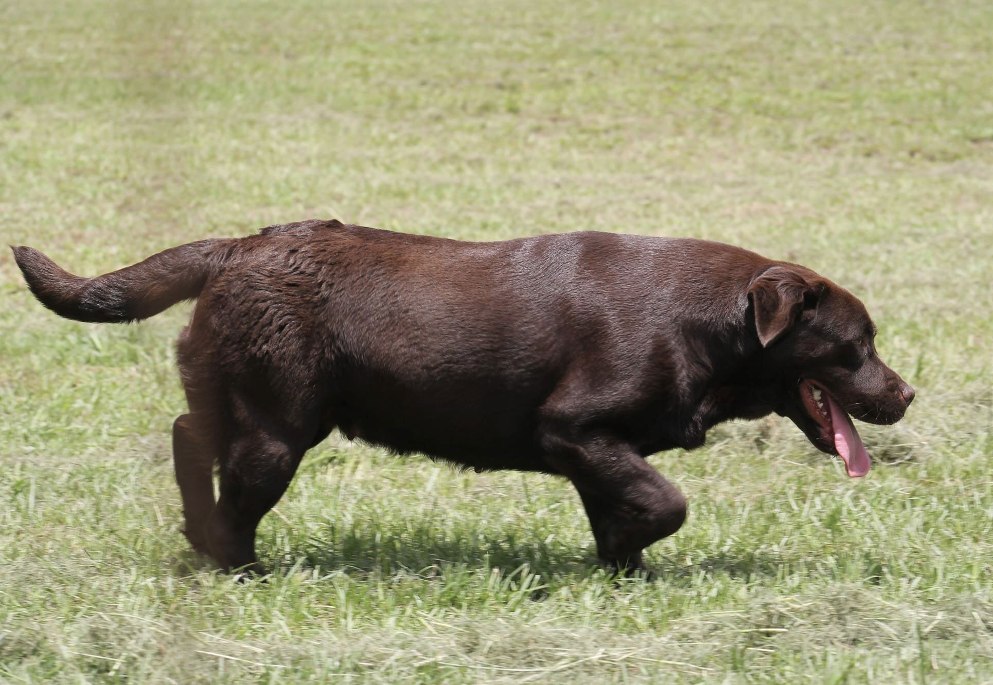 Quail Meadow’s Ladybug Love At Penny Lane