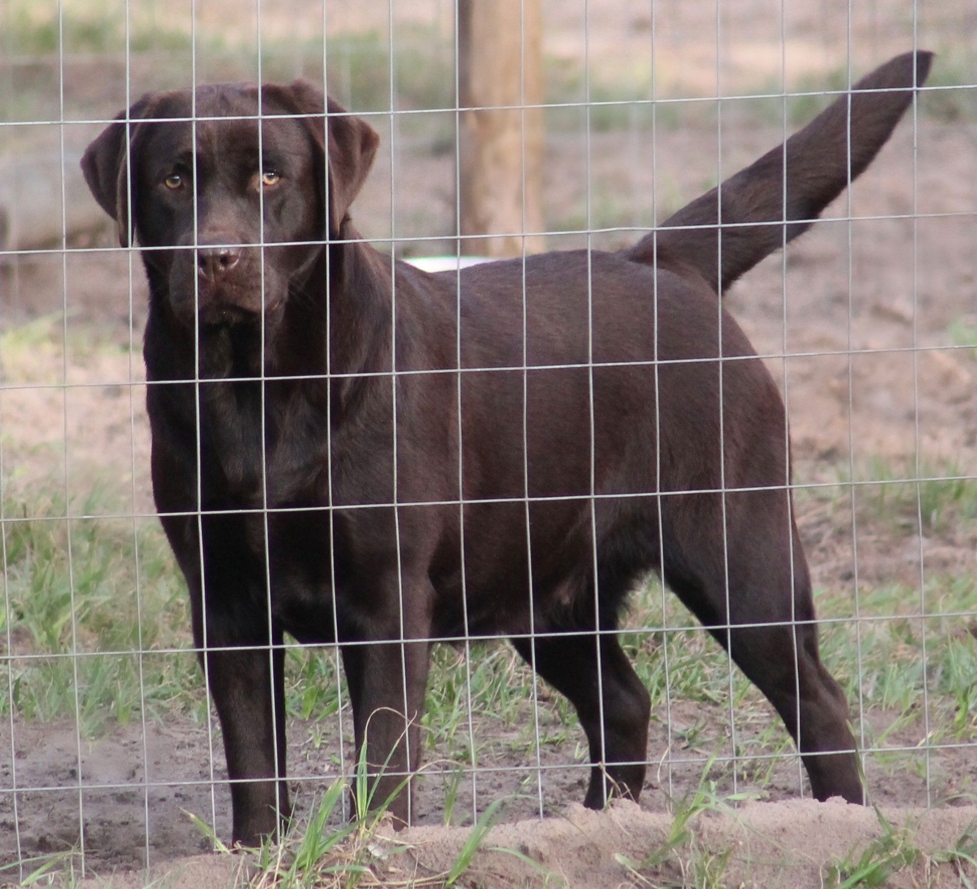 Quail Meadow’s Ladybug Love At Penny Lane