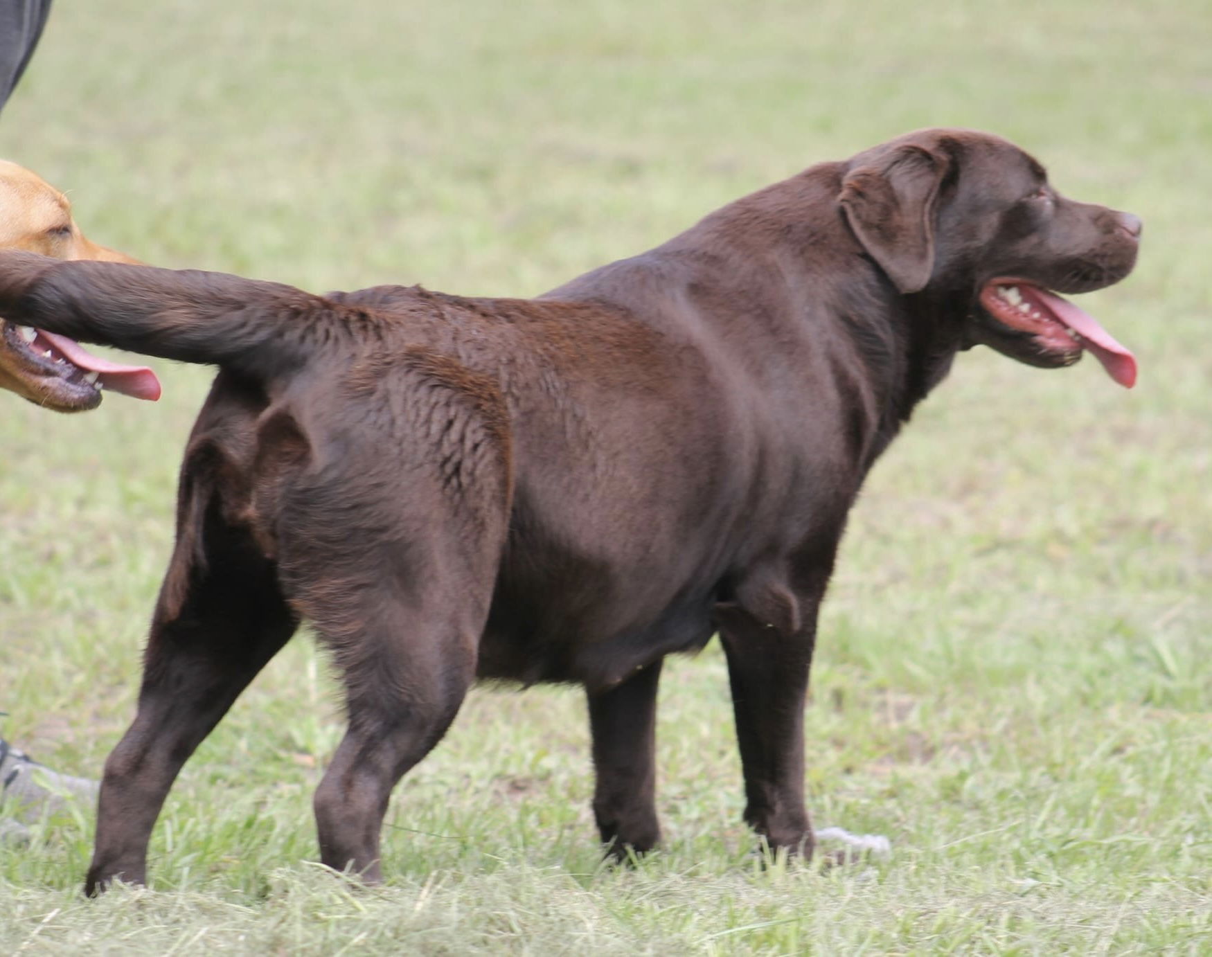 Quail Meadow’s Ladybug Love At Penny Lane