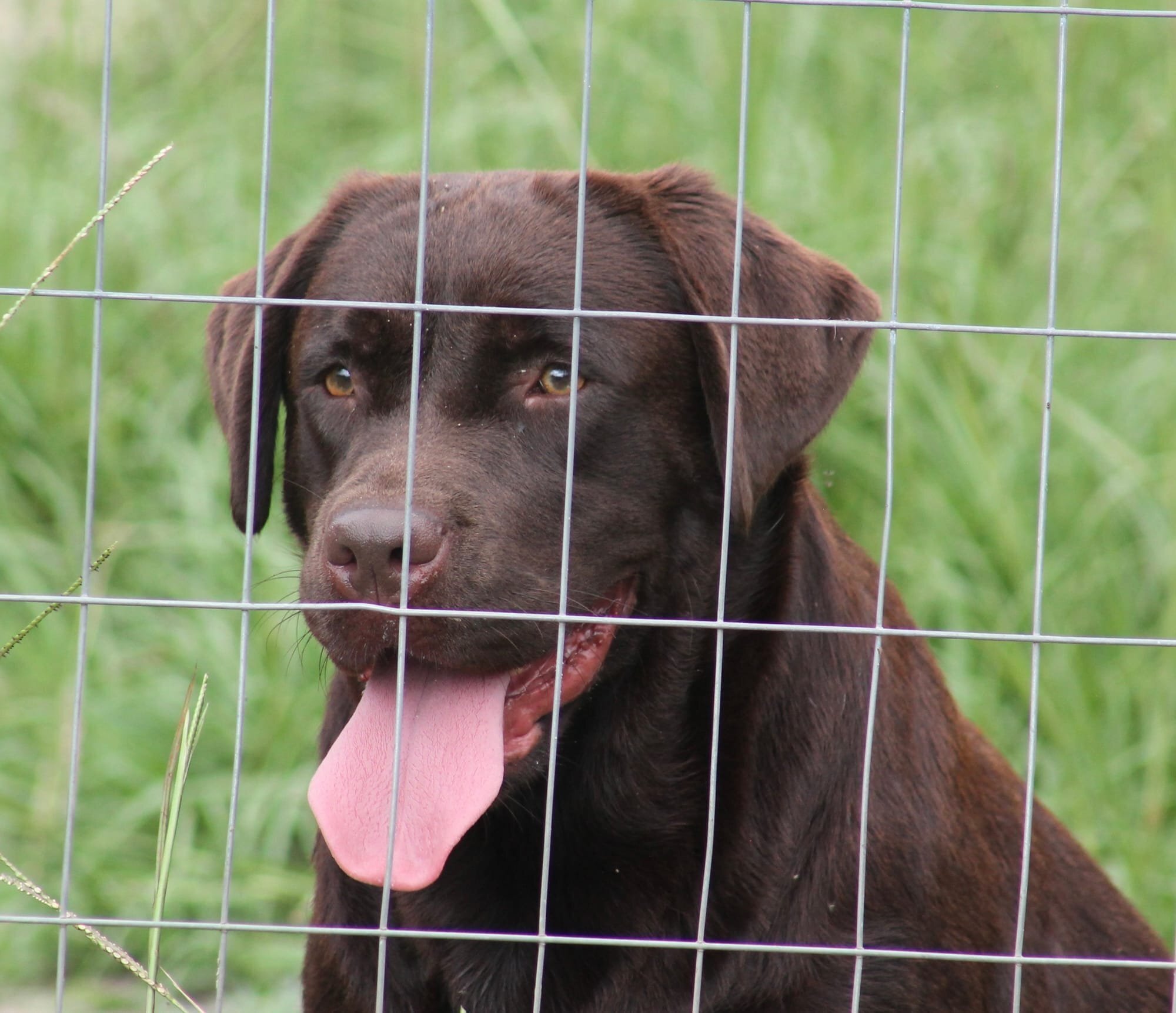 Quail Meadow’s Ladybug Love At Penny Lane