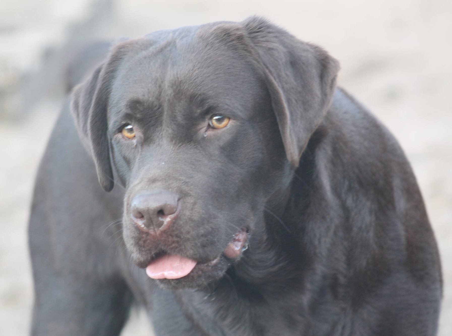 Quail Meadow’s Ladybug Love At Penny Lane