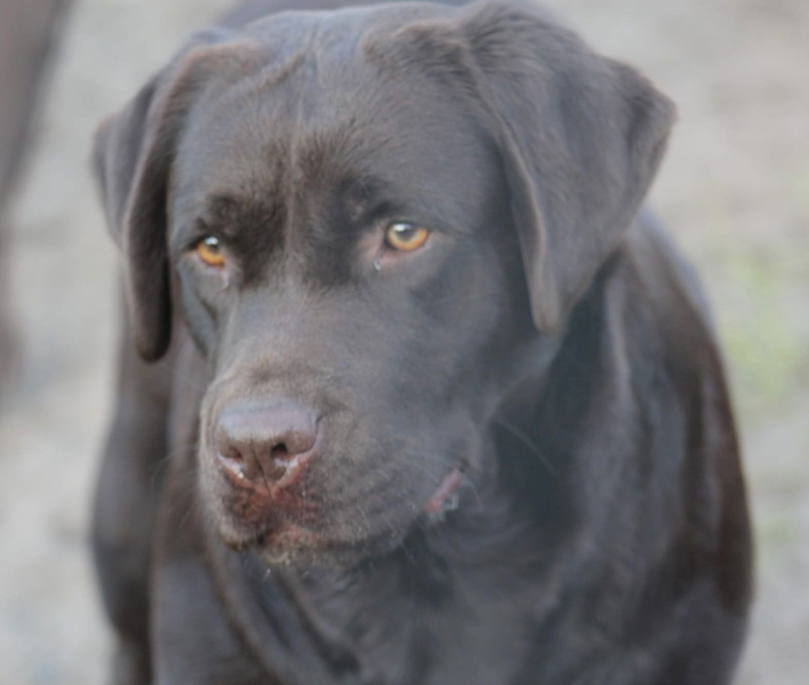 Quail Meadow’s Ladybug Love At Penny Lane