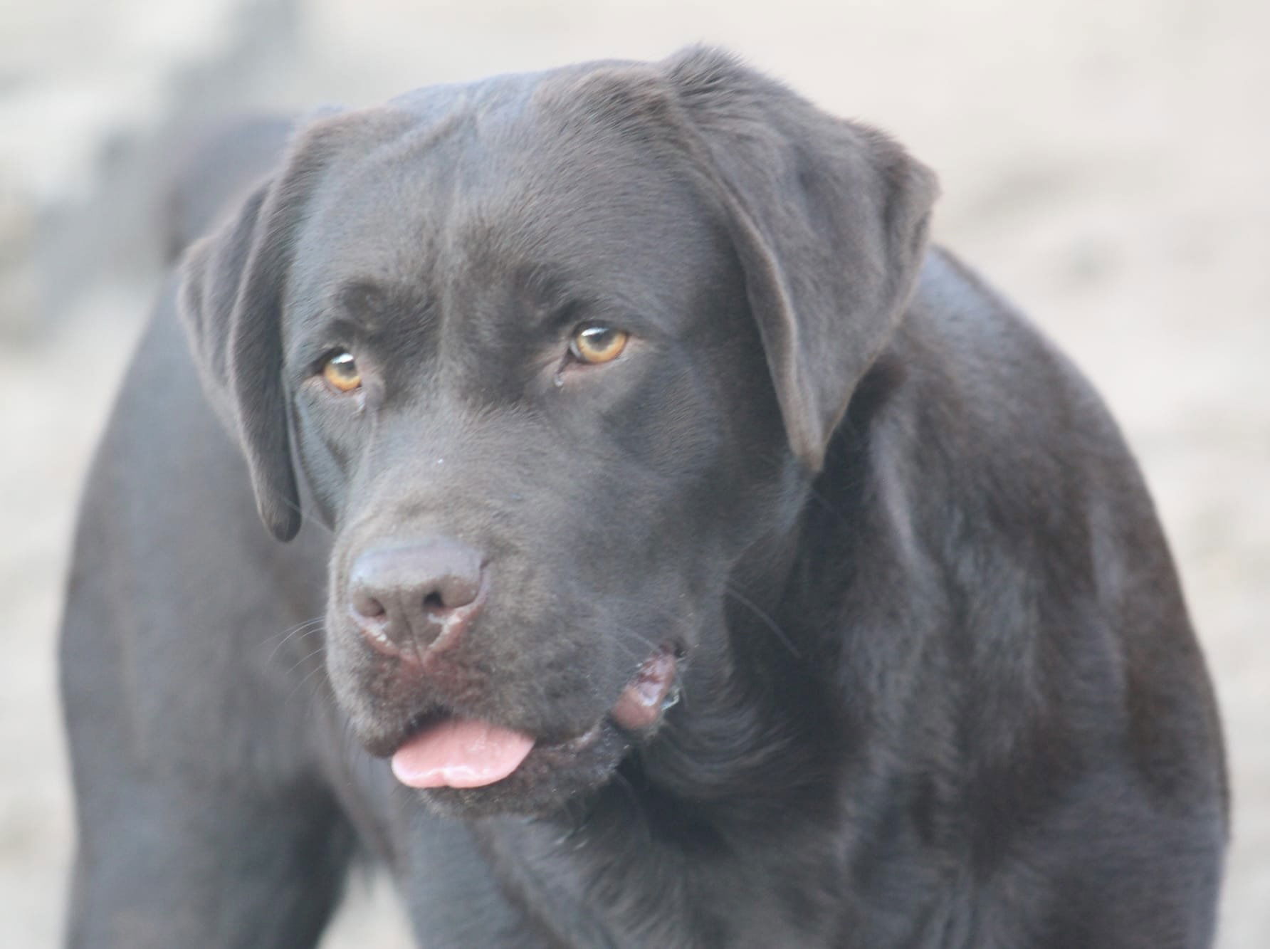 Quail Meadow’s Ladybug Love At Penny Lane