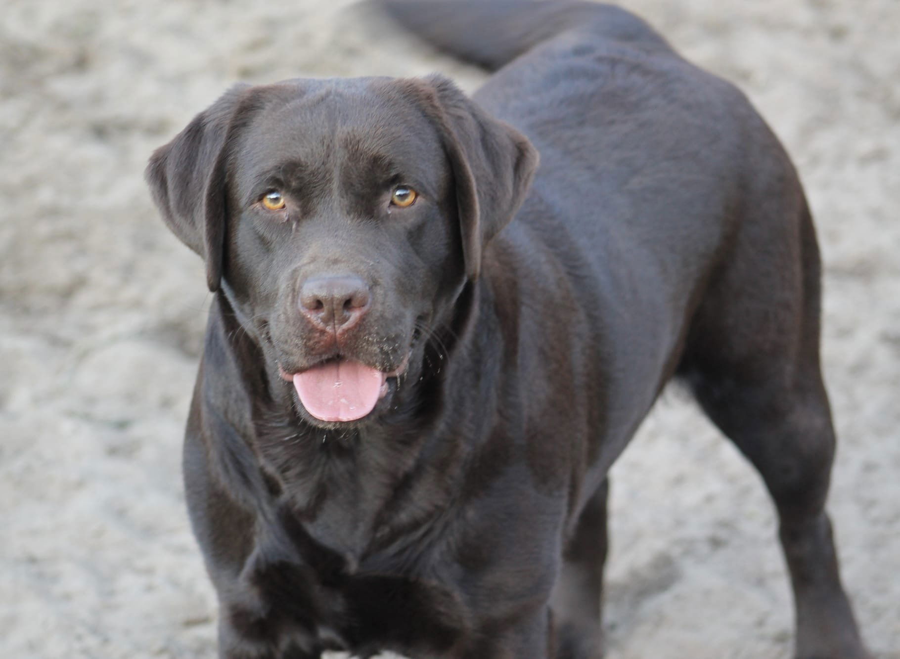 Quail Meadow’s Ladybug Love At Penny Lane