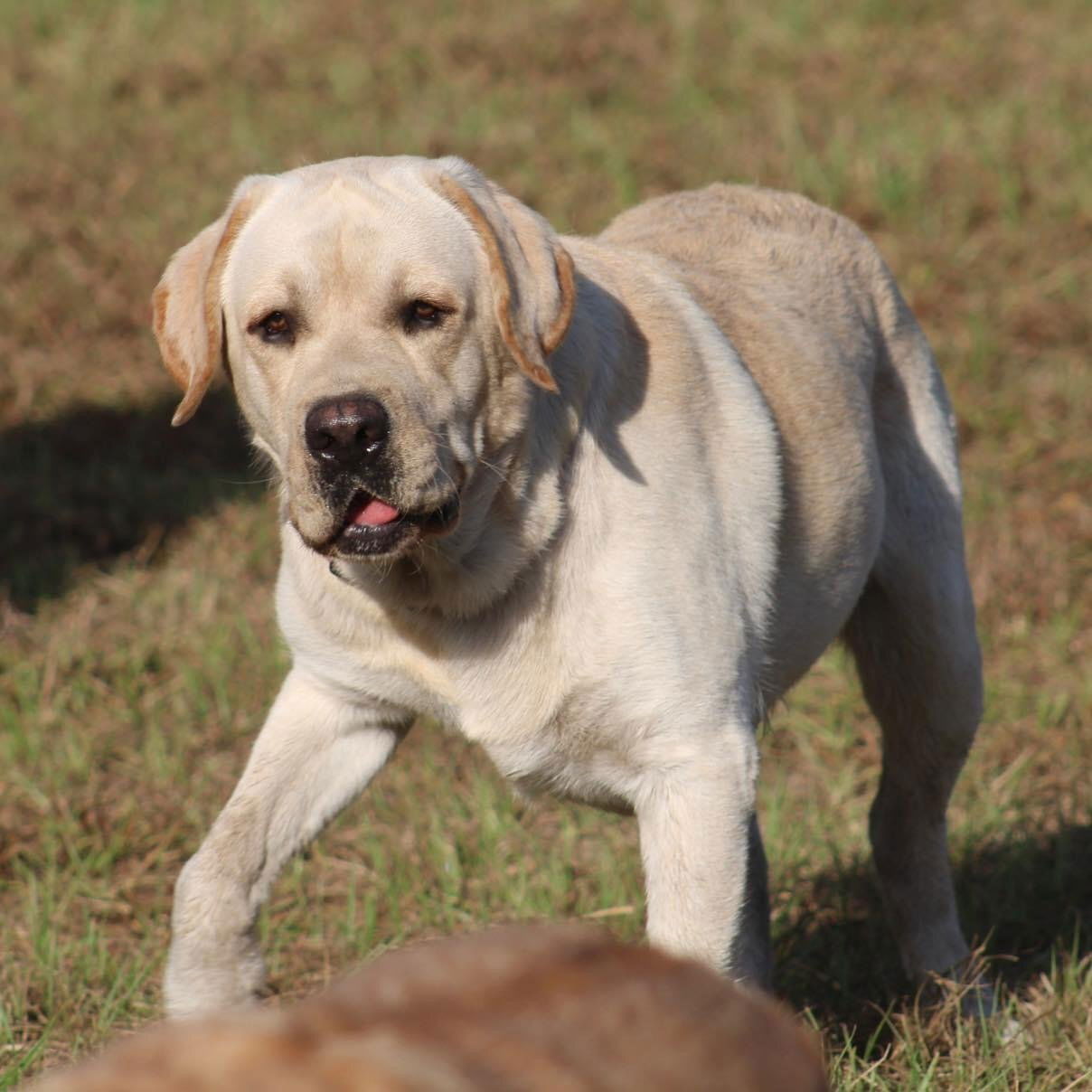 Penny Lane’s Frederick The Peaceful Ruler