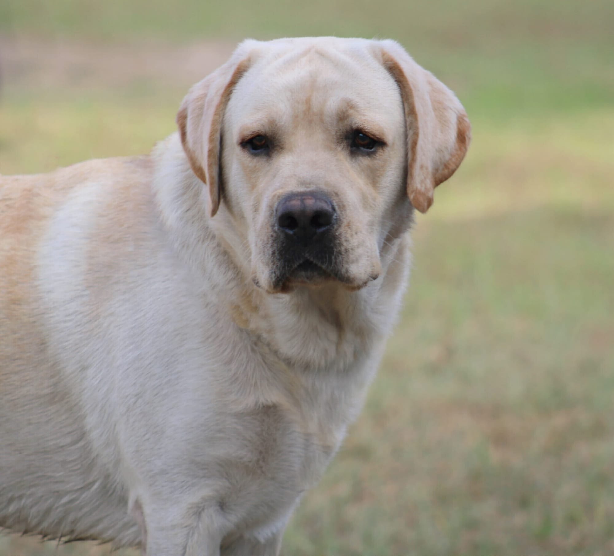 Penny Lane’s Frederick The Peaceful Ruler