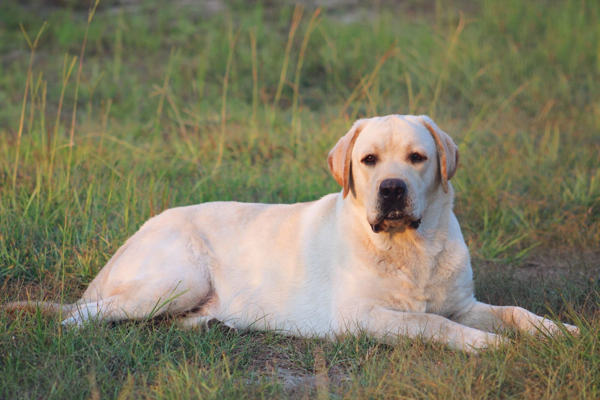 Penny Lane’s Frederick The Peaceful Ruler