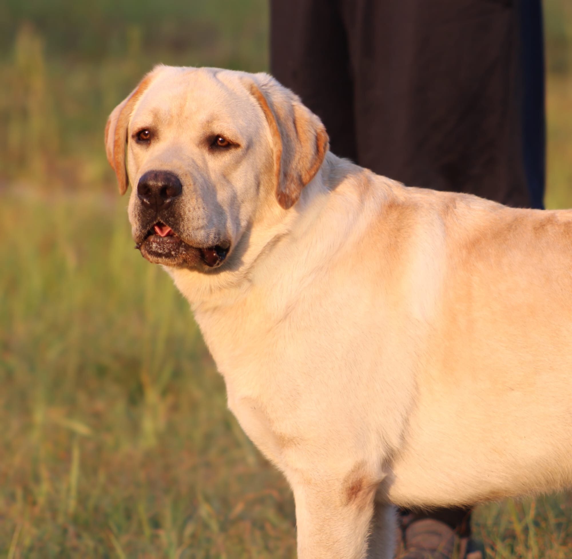Penny Lane’s Frederick The Peaceful Ruler