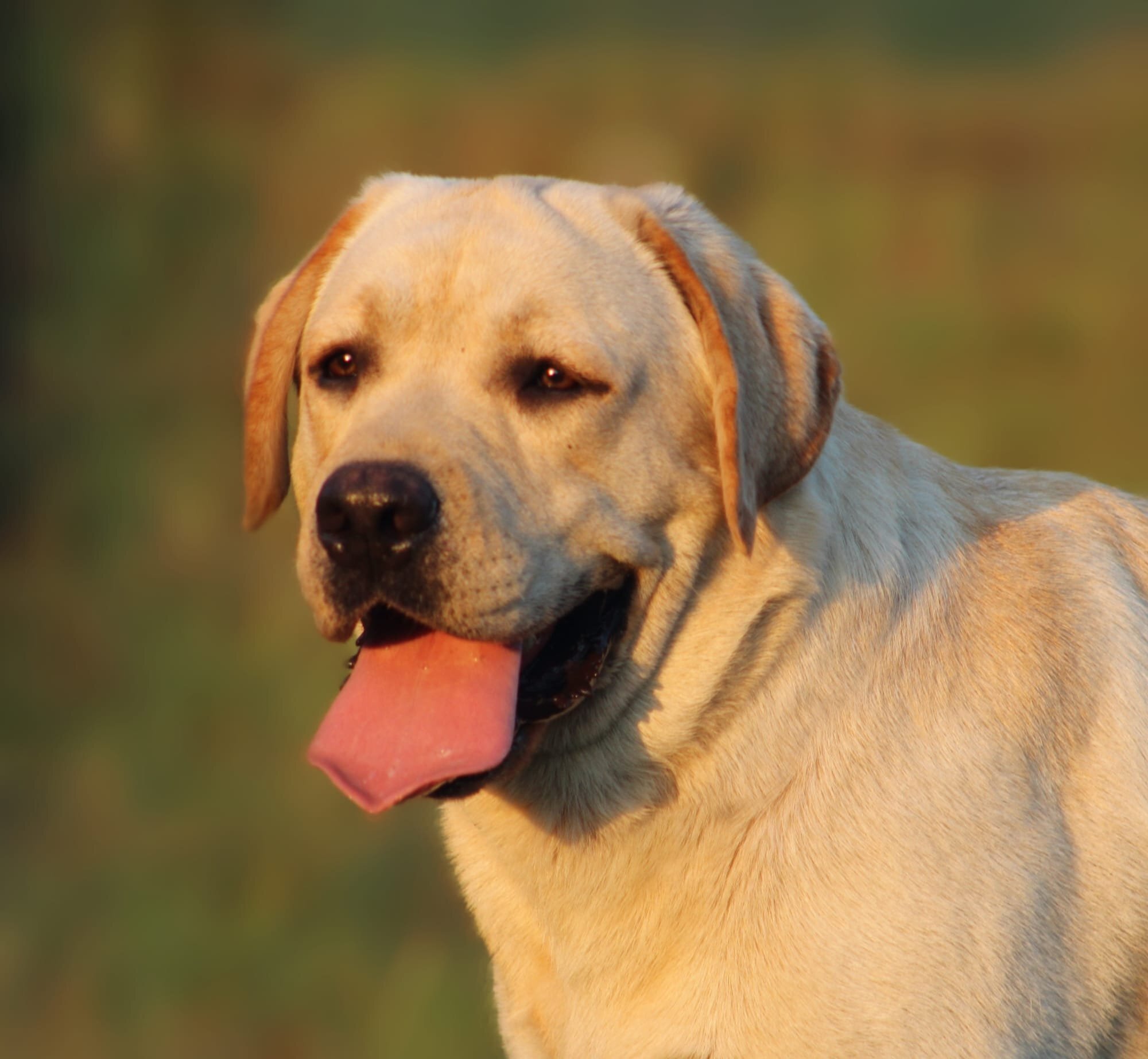 Penny Lane’s Frederick The Peaceful Ruler