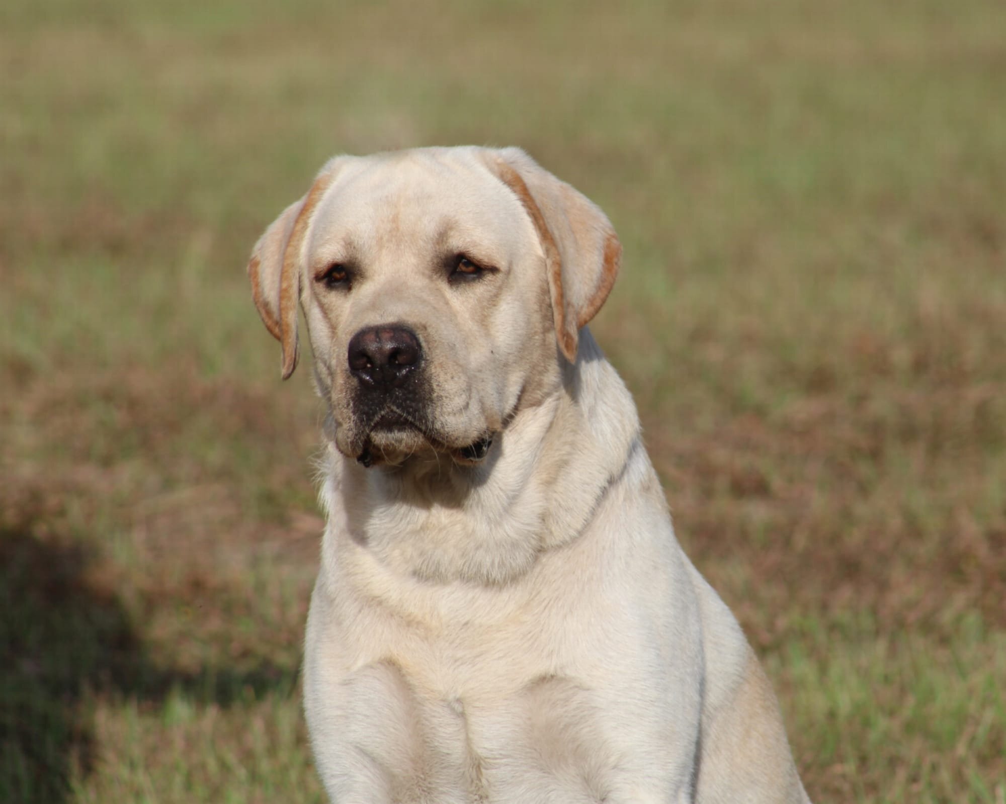 Penny Lane’s Frederick The Peaceful Ruler