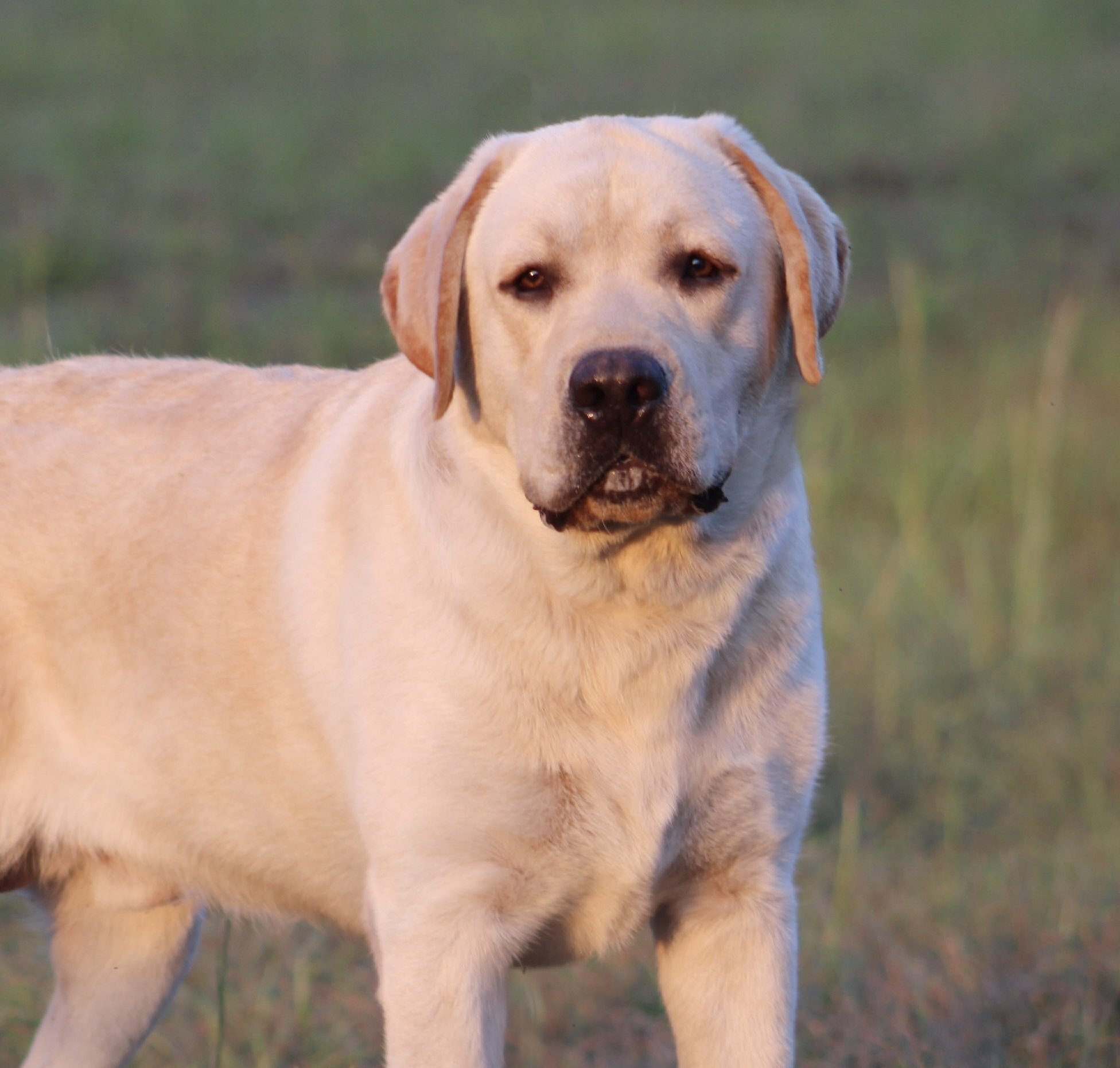 Penny Lane’s Frederick The Peaceful Ruler