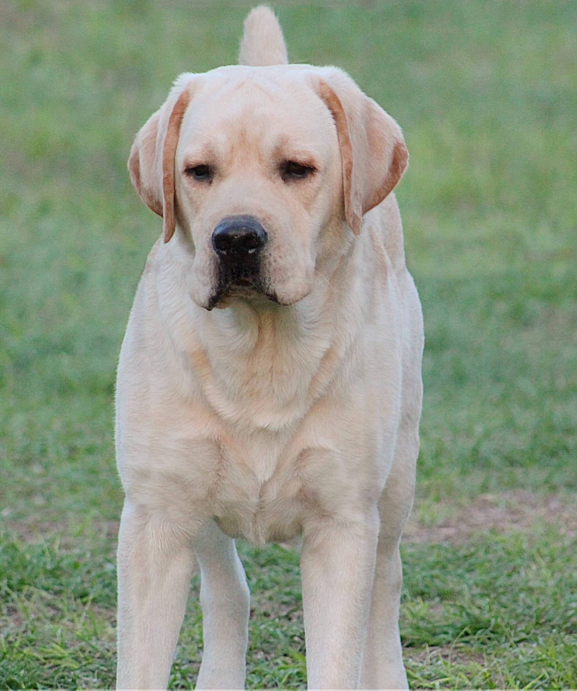 Penny Lane’s Frederick The Peaceful Ruler