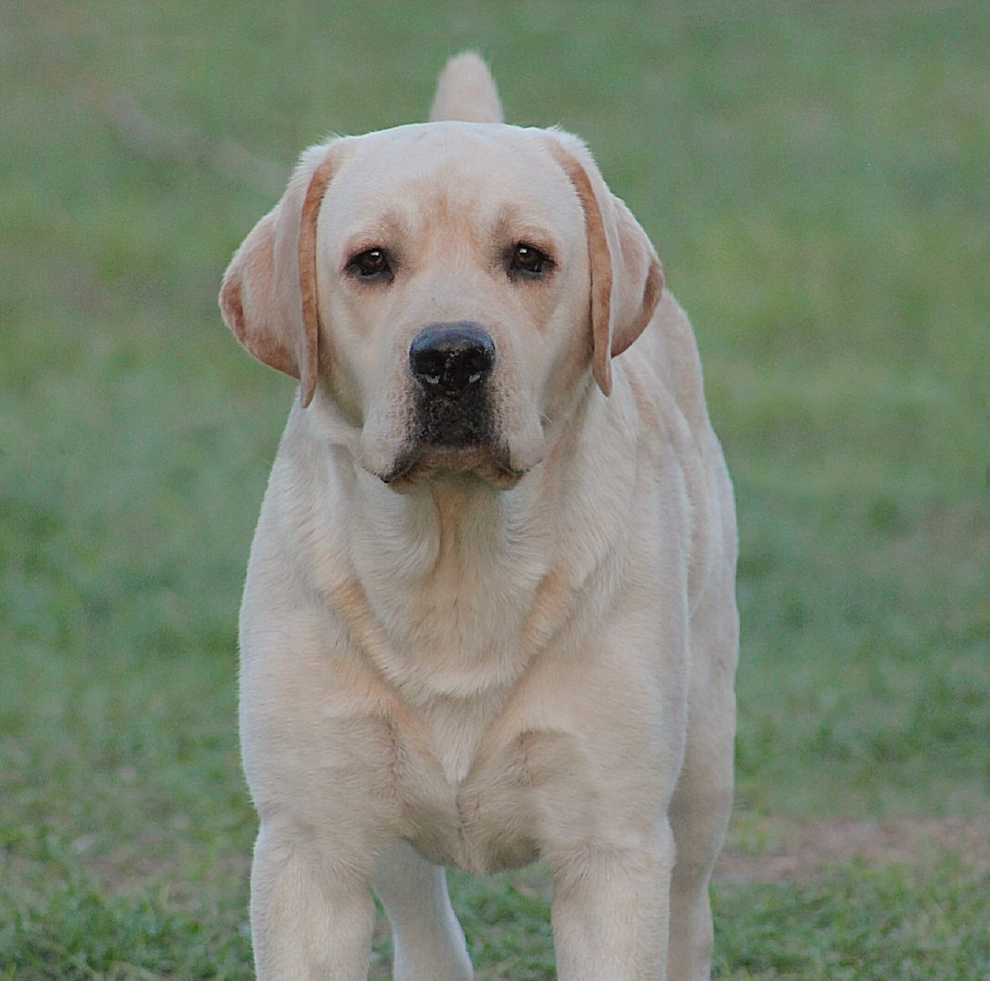 Penny Lane’s Frederick The Peaceful Ruler