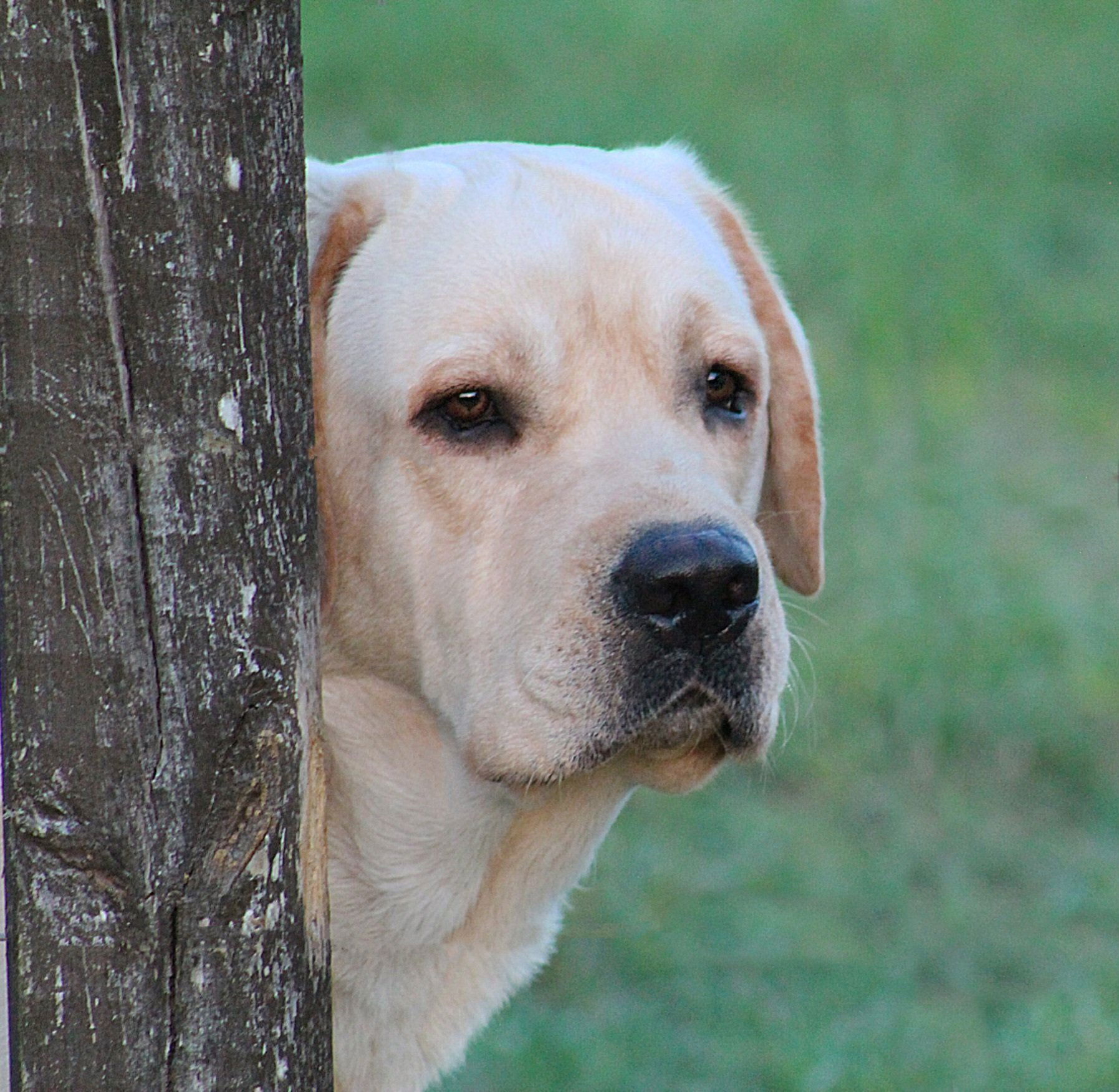 Penny Lane’s Frederick The Peaceful Ruler