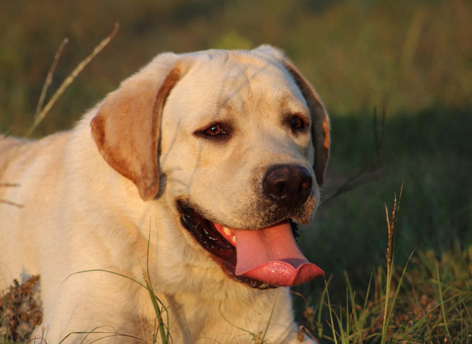 Penny Lane’s Frederick The Peaceful Ruler
