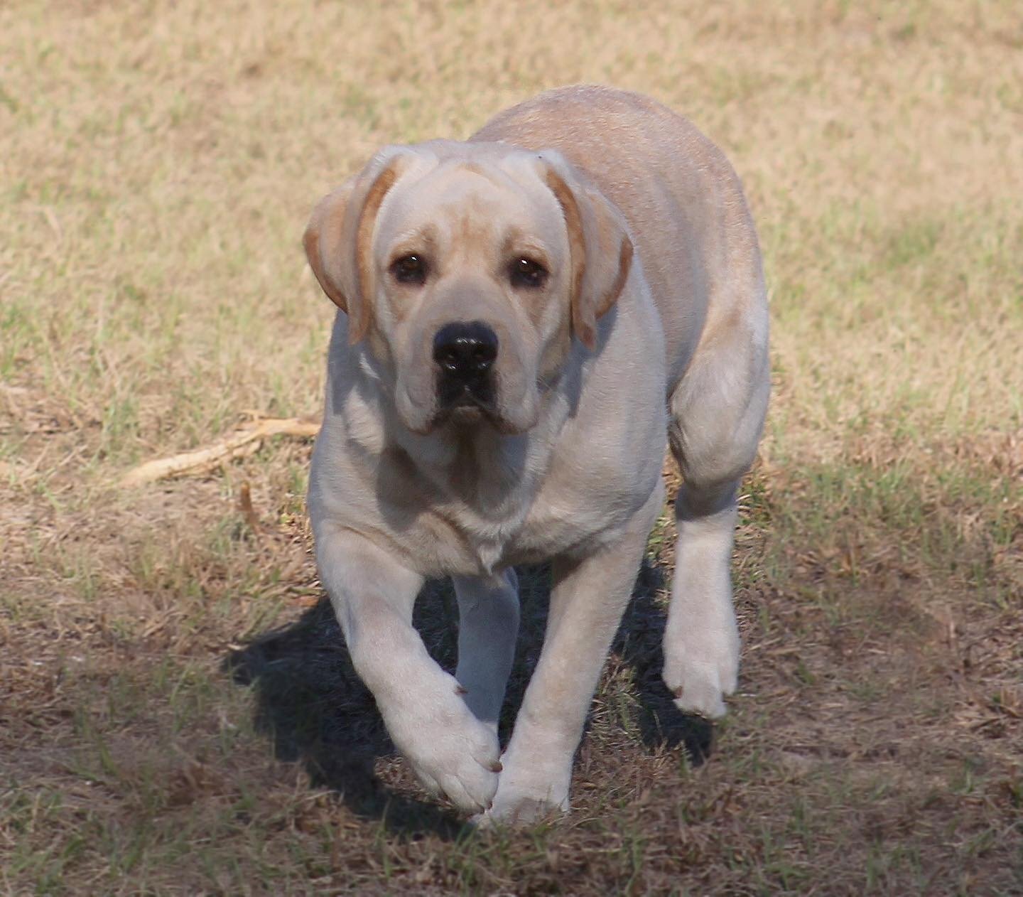Penny Lane’s Frederick The Peaceful Ruler