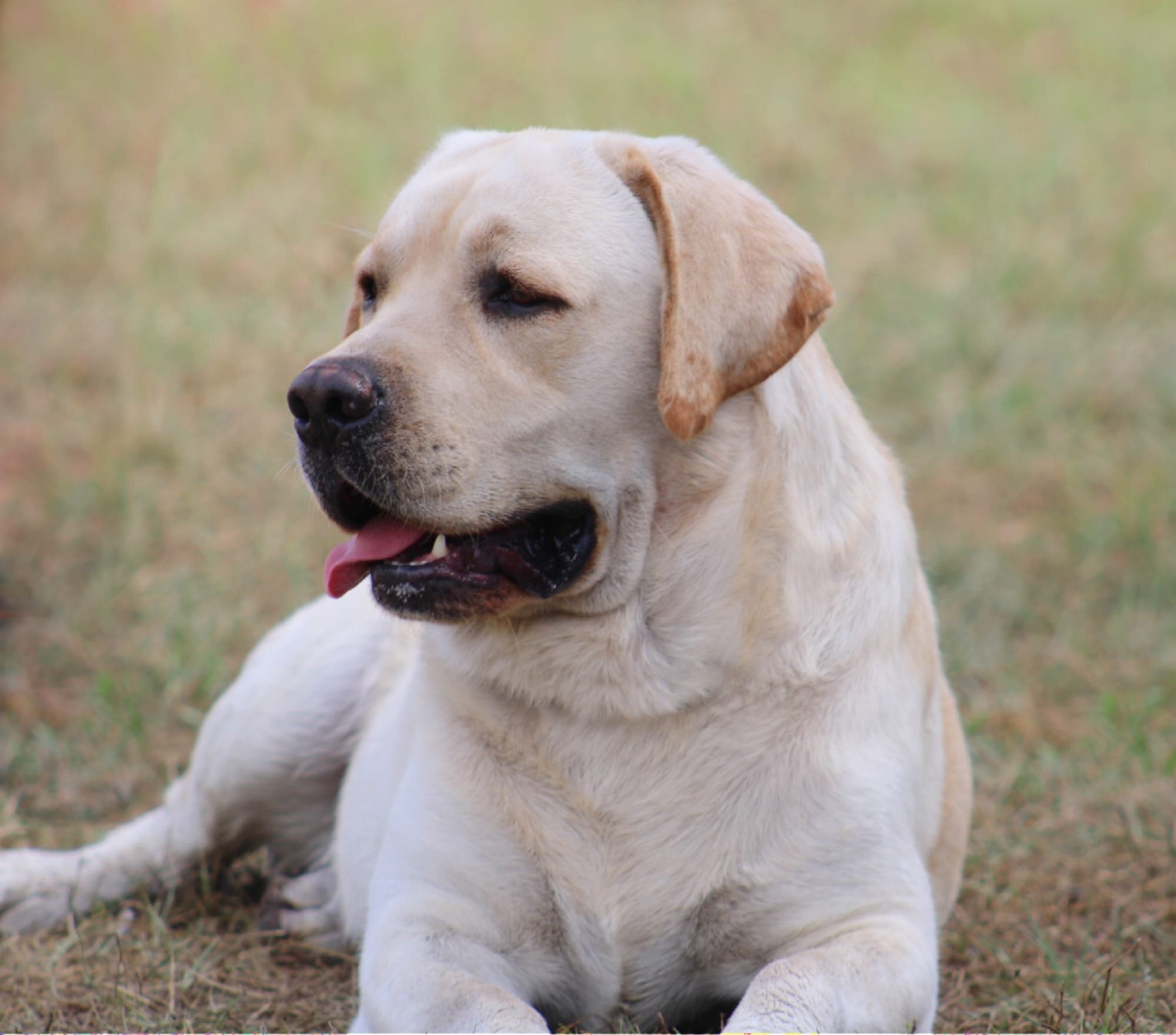 Penny Lane’s Frederick The Peaceful Ruler
