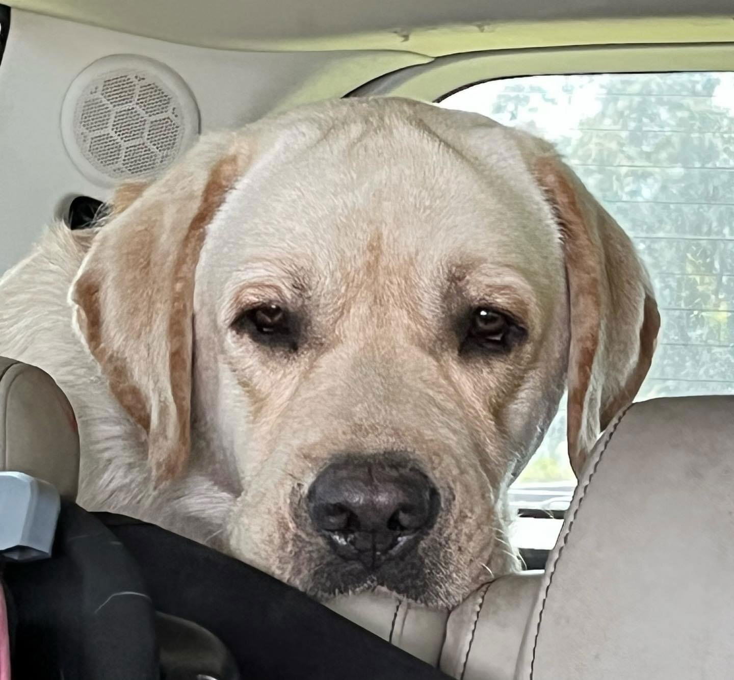 Penny Lane’s Frederick The Peaceful Ruler