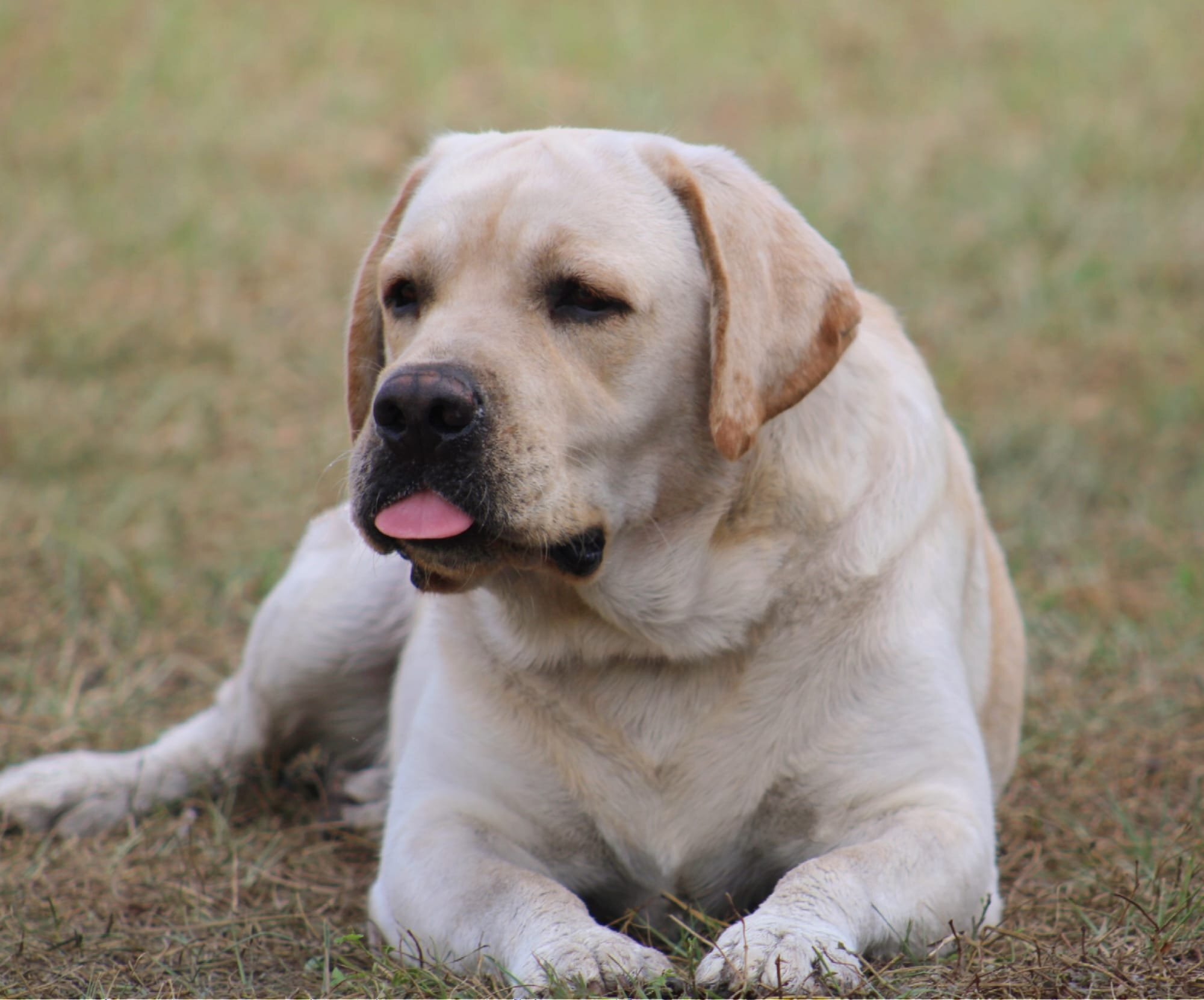 Penny Lane’s Frederick The Peaceful Ruler