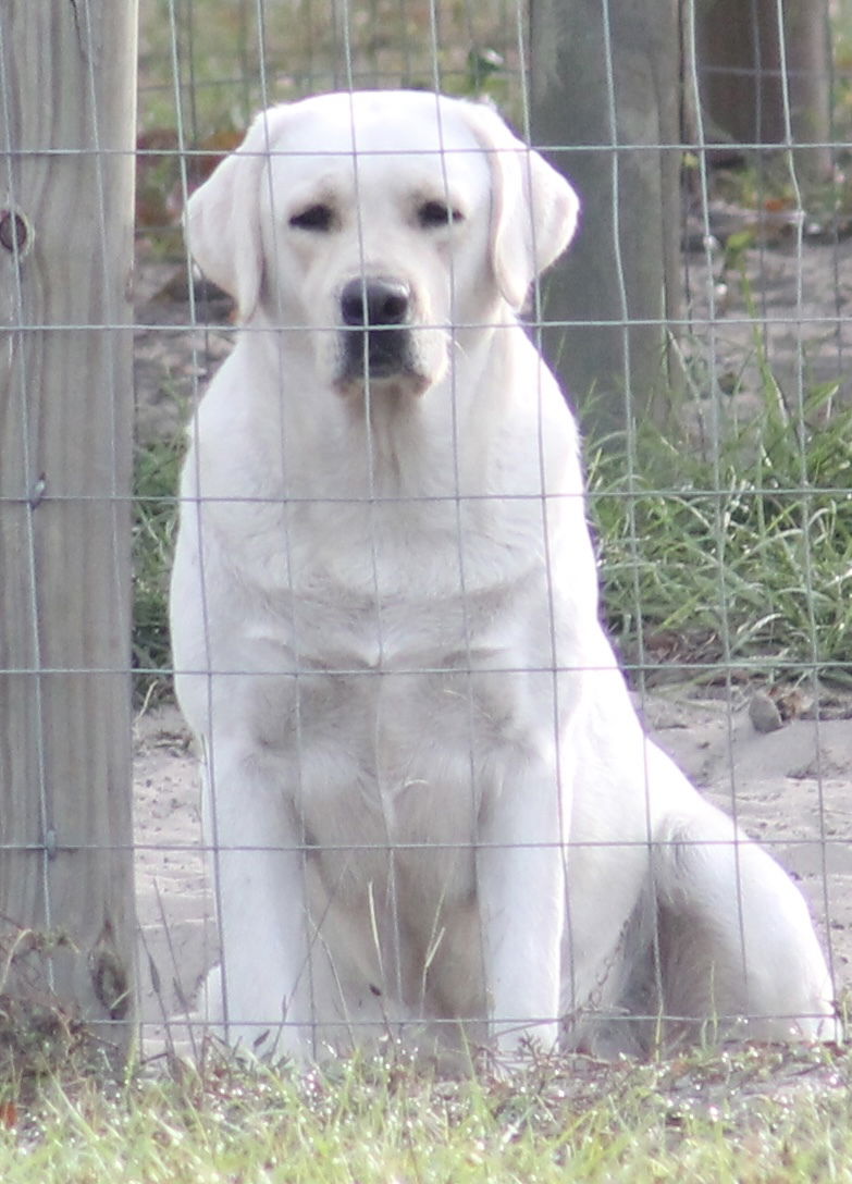 Penny Lane’s Ivory Of The Isles