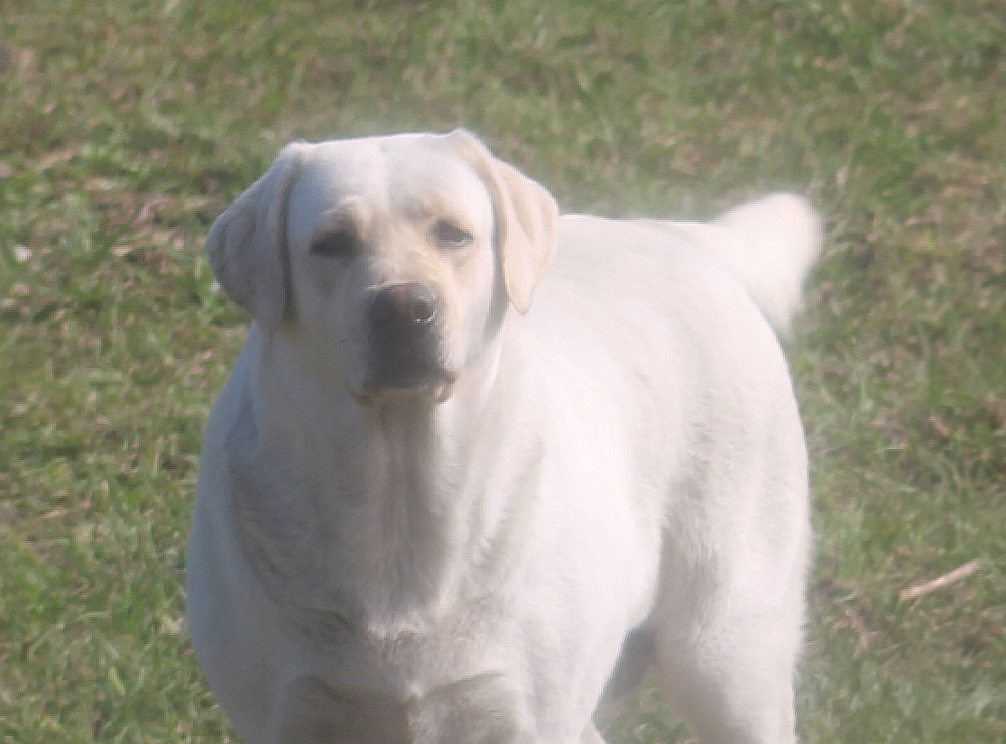 Penny Lane’s Ivory Of The Isles