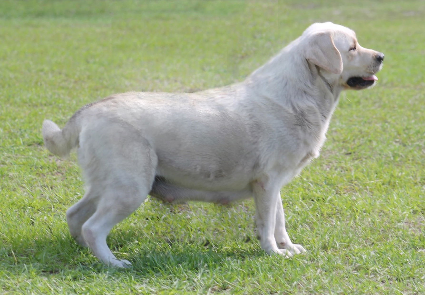 Penny Lane’s Ivory Of The Isles