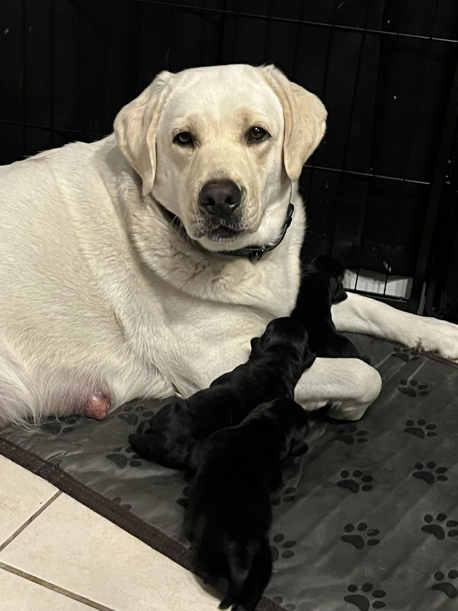 Penny Lane’s Ivory Of The Isles