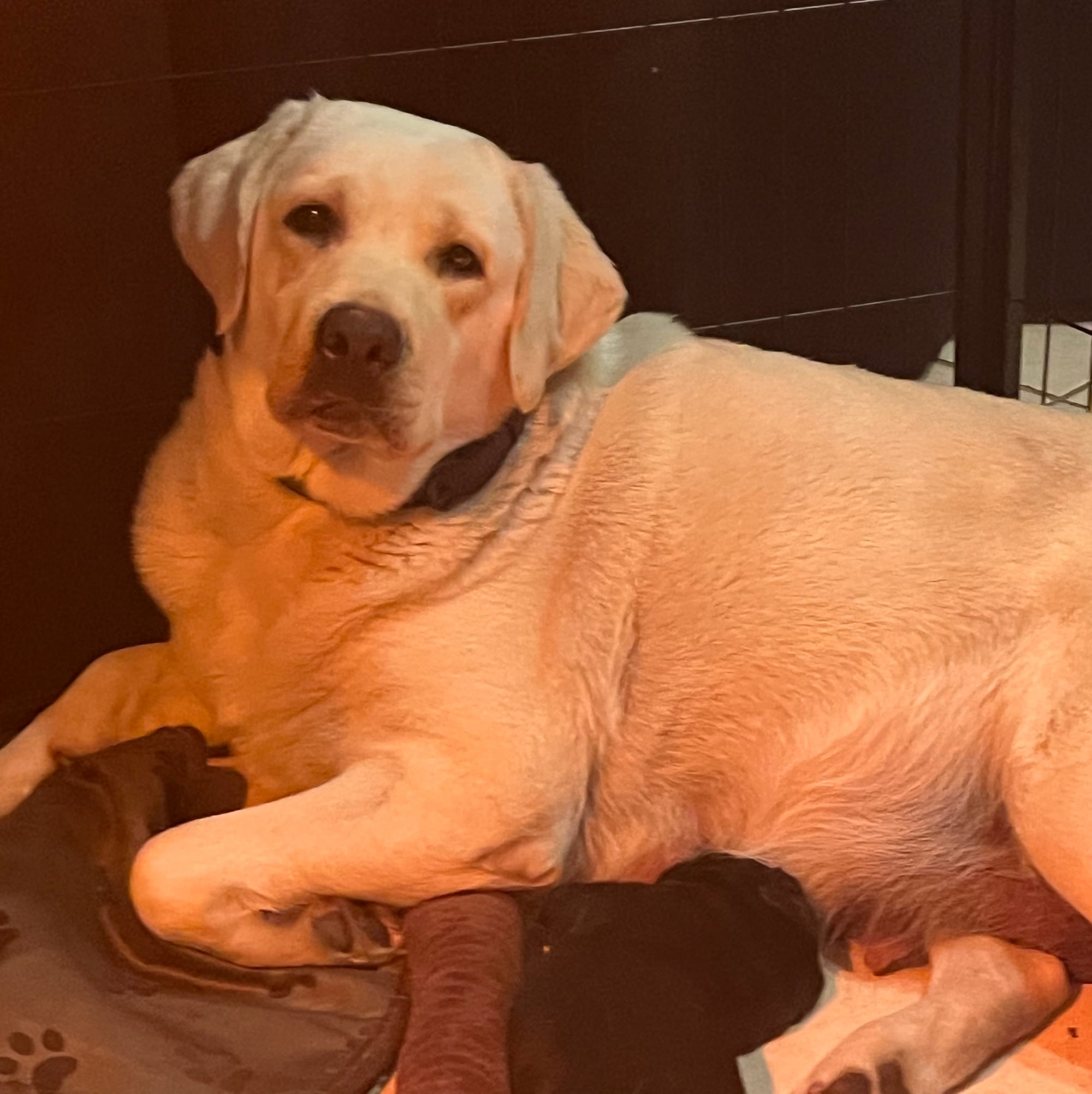 Penny Lane’s Ivory Of The Isles