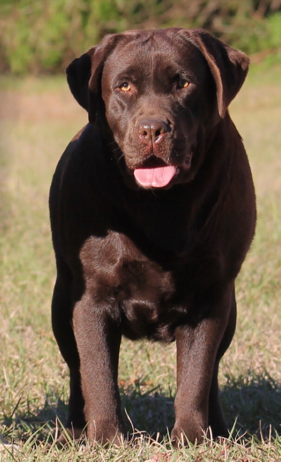 Quail Meadow’s Ladybug Love At Penny Lane