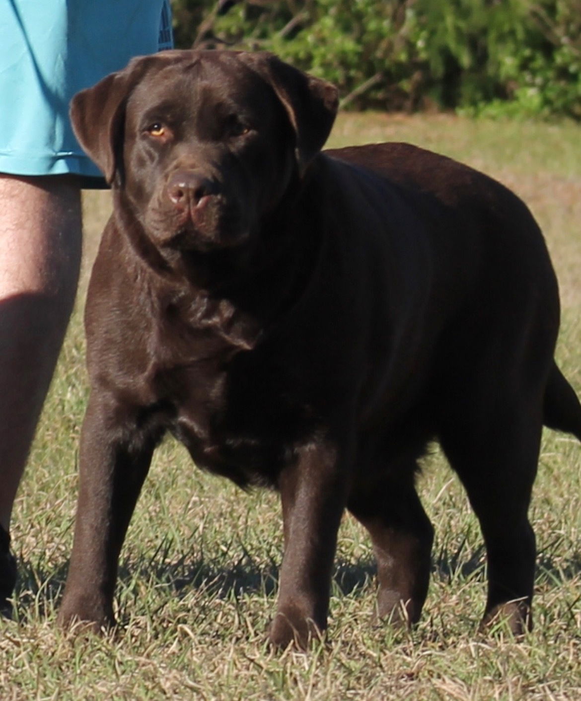 Quail Meadow’s Ladybug Love At Penny Lane