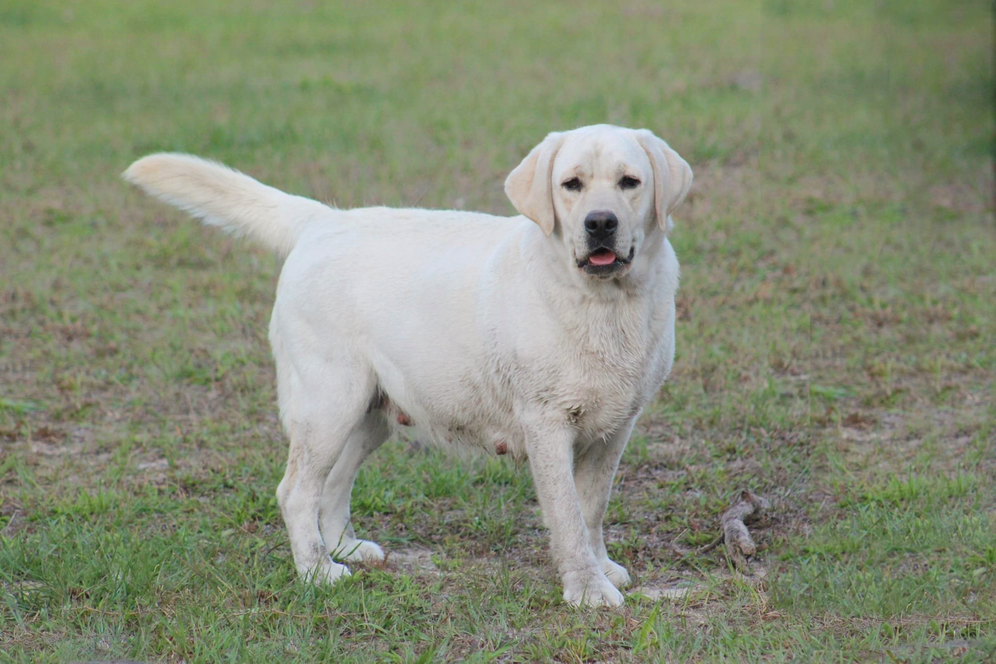 Diamond C’s Queen Of Sheba At Penny Lane