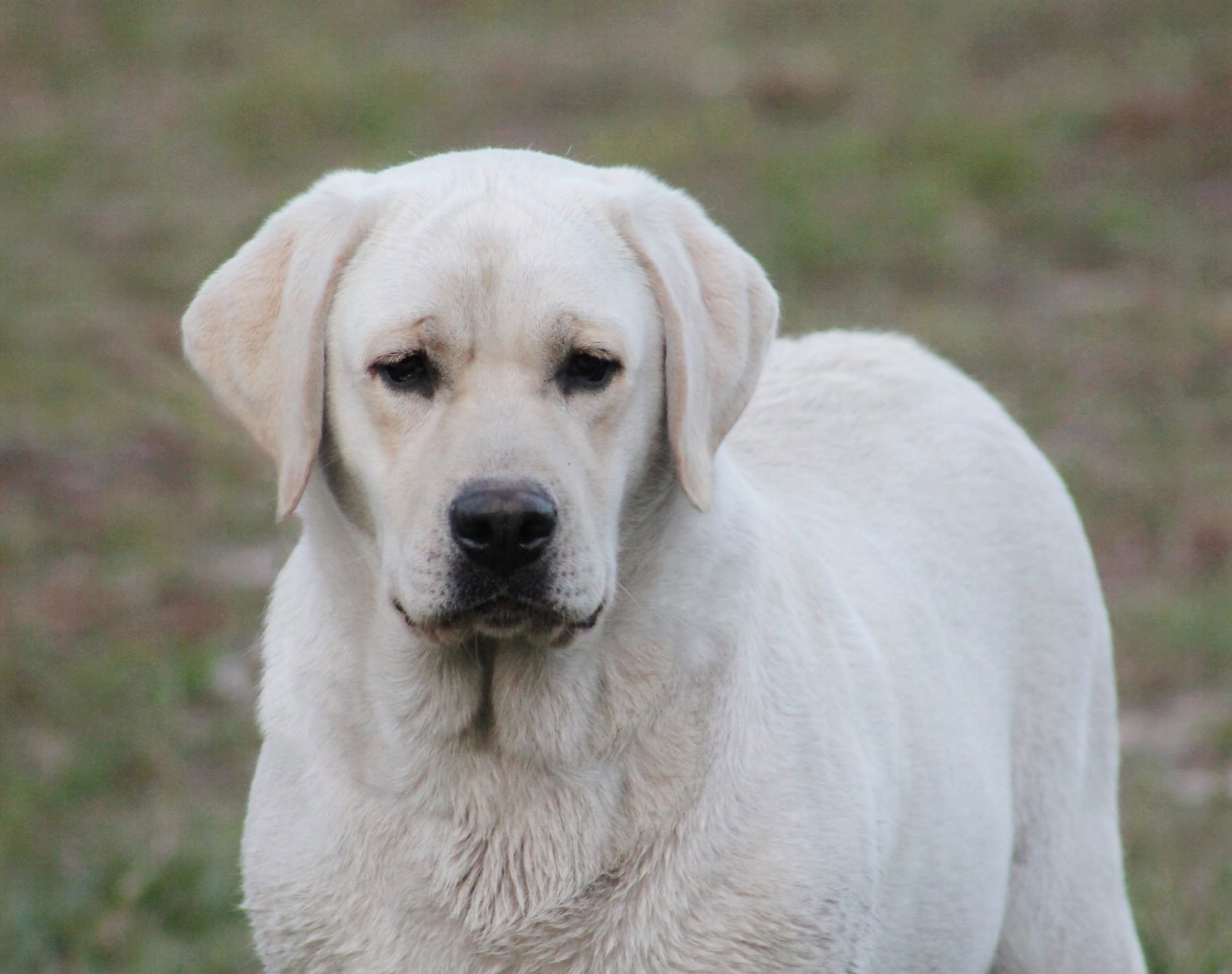 Diamond C’s Queen Of Sheba At Penny Lane