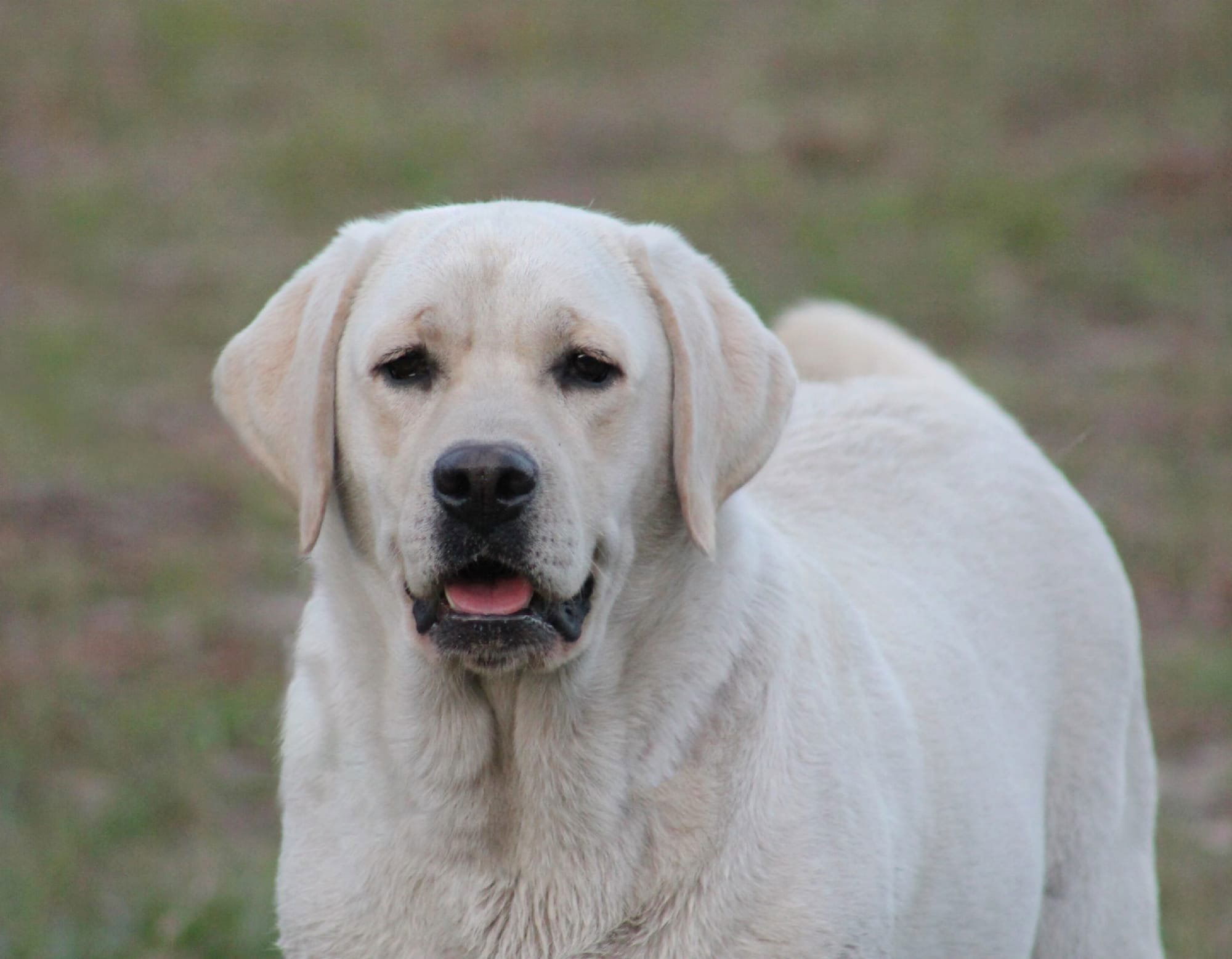 Diamond C’s Queen Of Sheba At Penny Lane