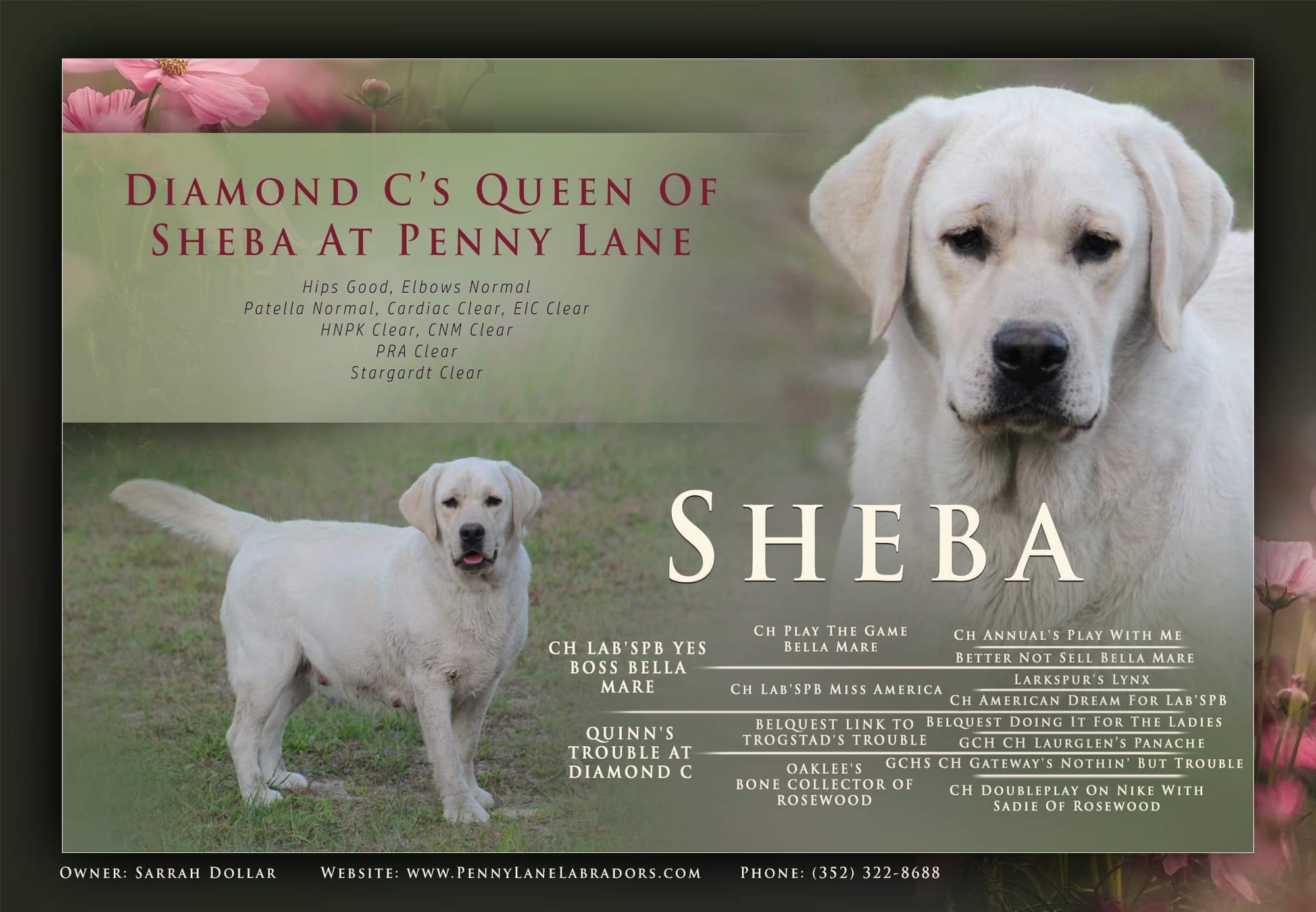 Diamond C’s Queen Of Sheba At Penny Lane